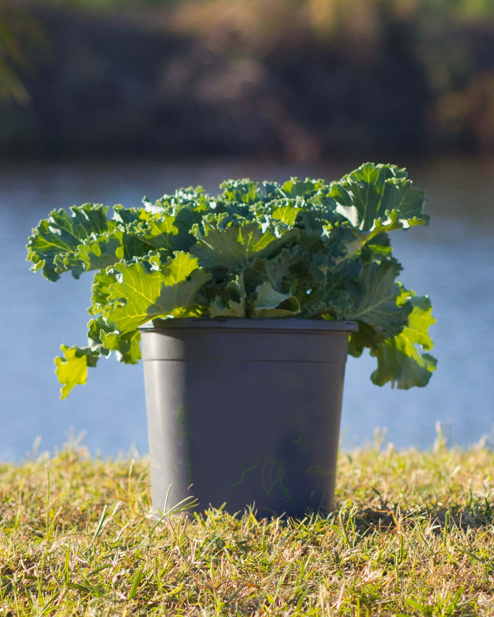 Nagoya White Kale - Image 7