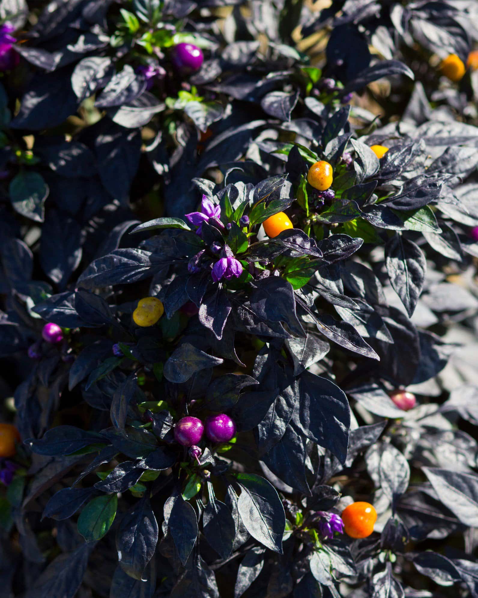 Onyx Orange Ornamental Pepper - Image 1