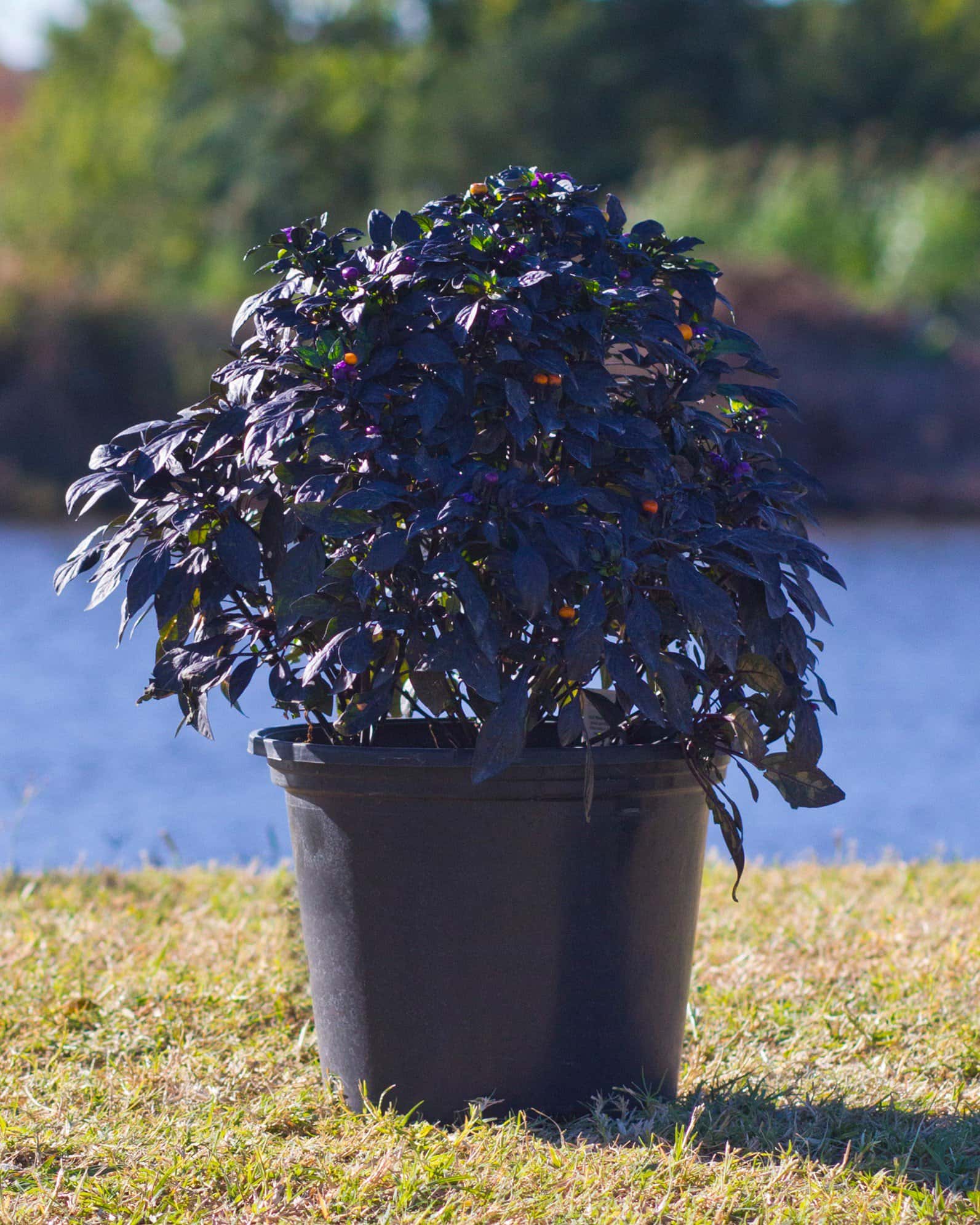 Onyx Orange Ornamental Pepper - Image 2