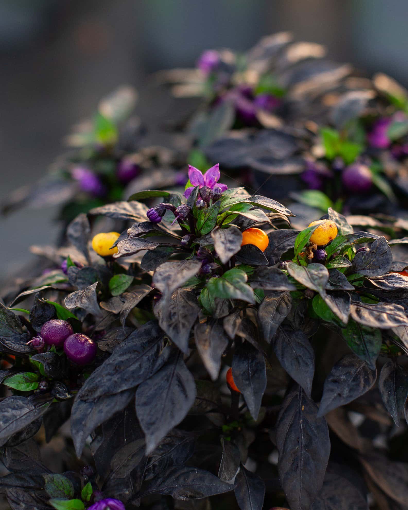 Onyx Orange Ornamental Pepper - Image 3