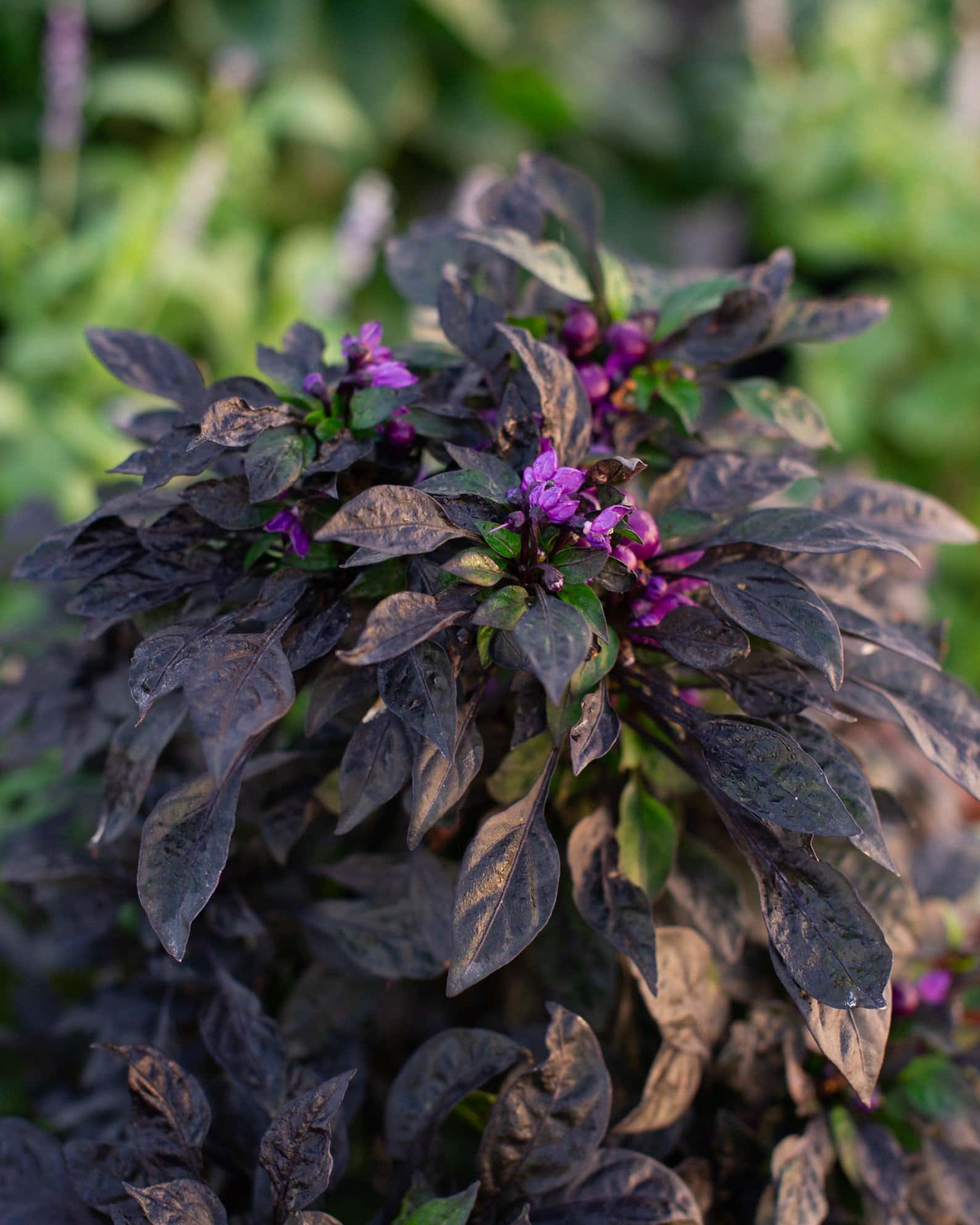 Onyx Orange Ornamental Pepper - Image 4