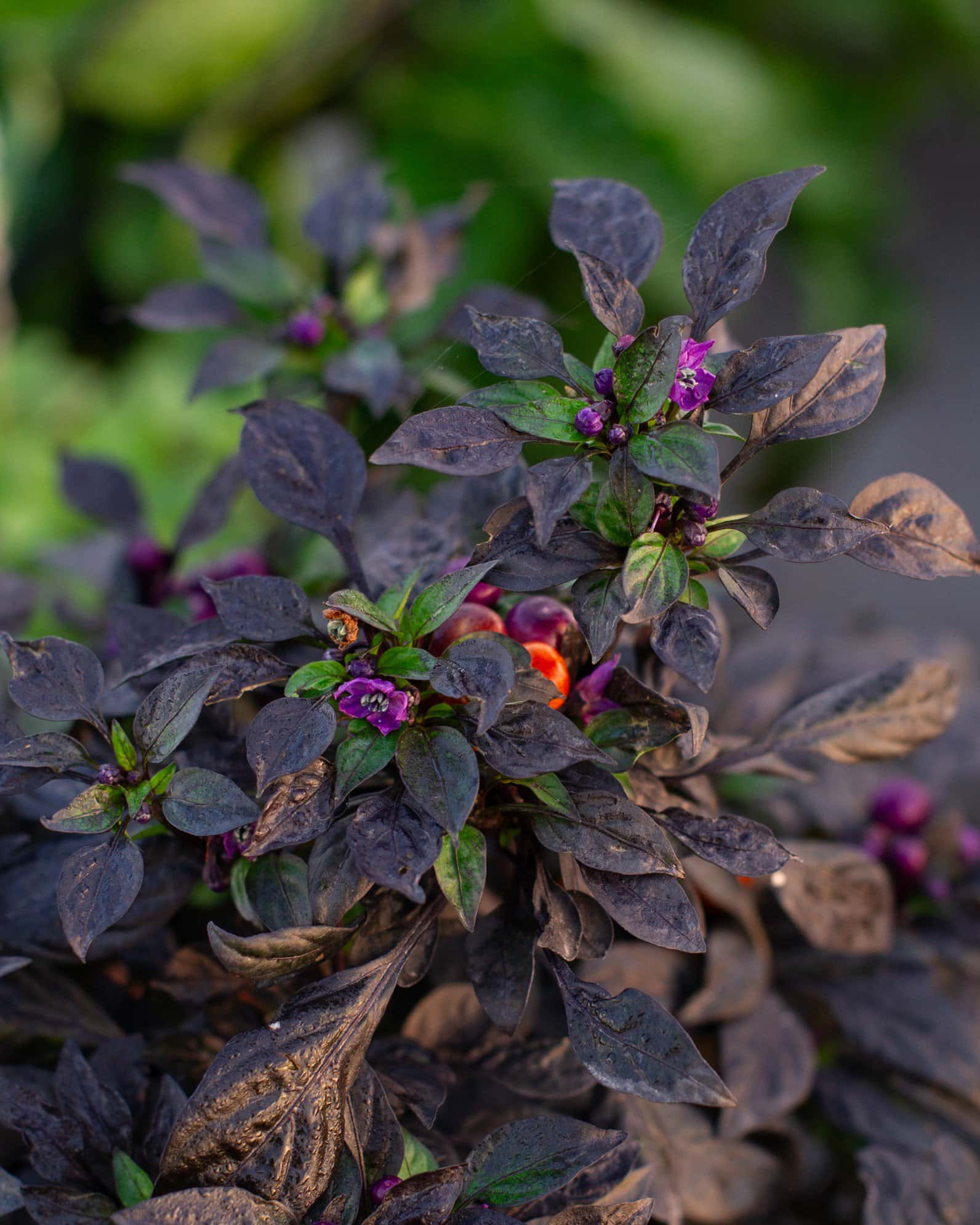 Onyx Orange Ornamental Pepper - Image 5