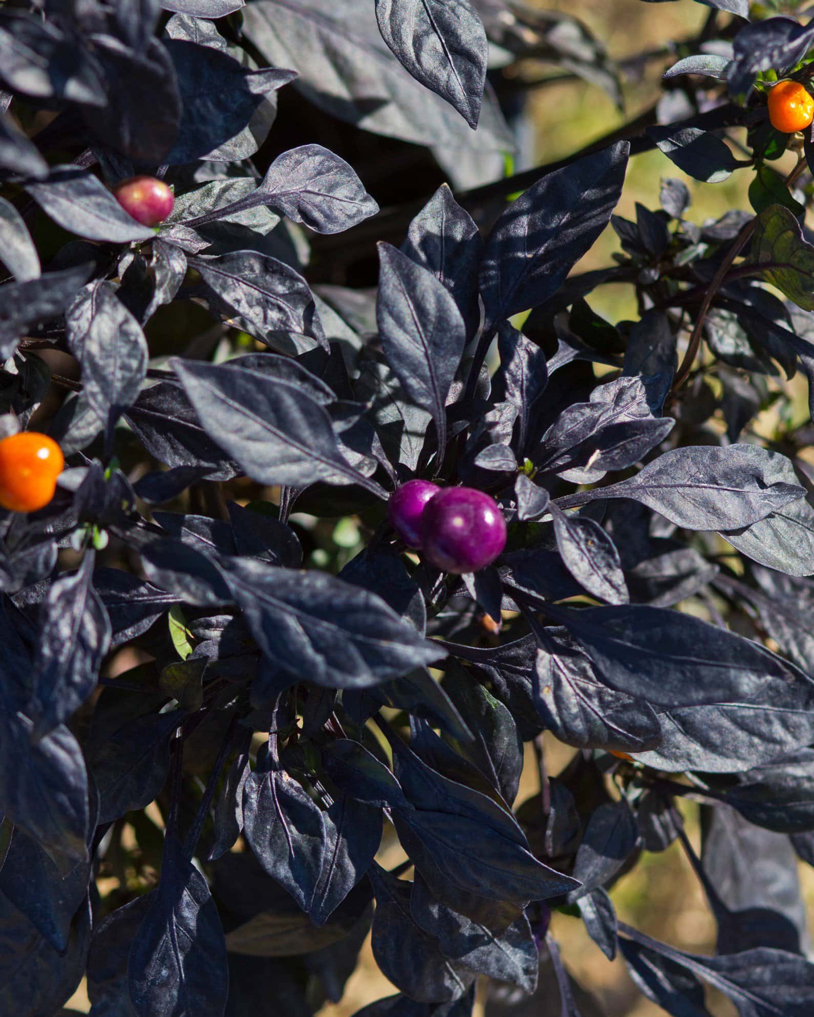 Onyx Orange Ornamental Pepper - Image 6