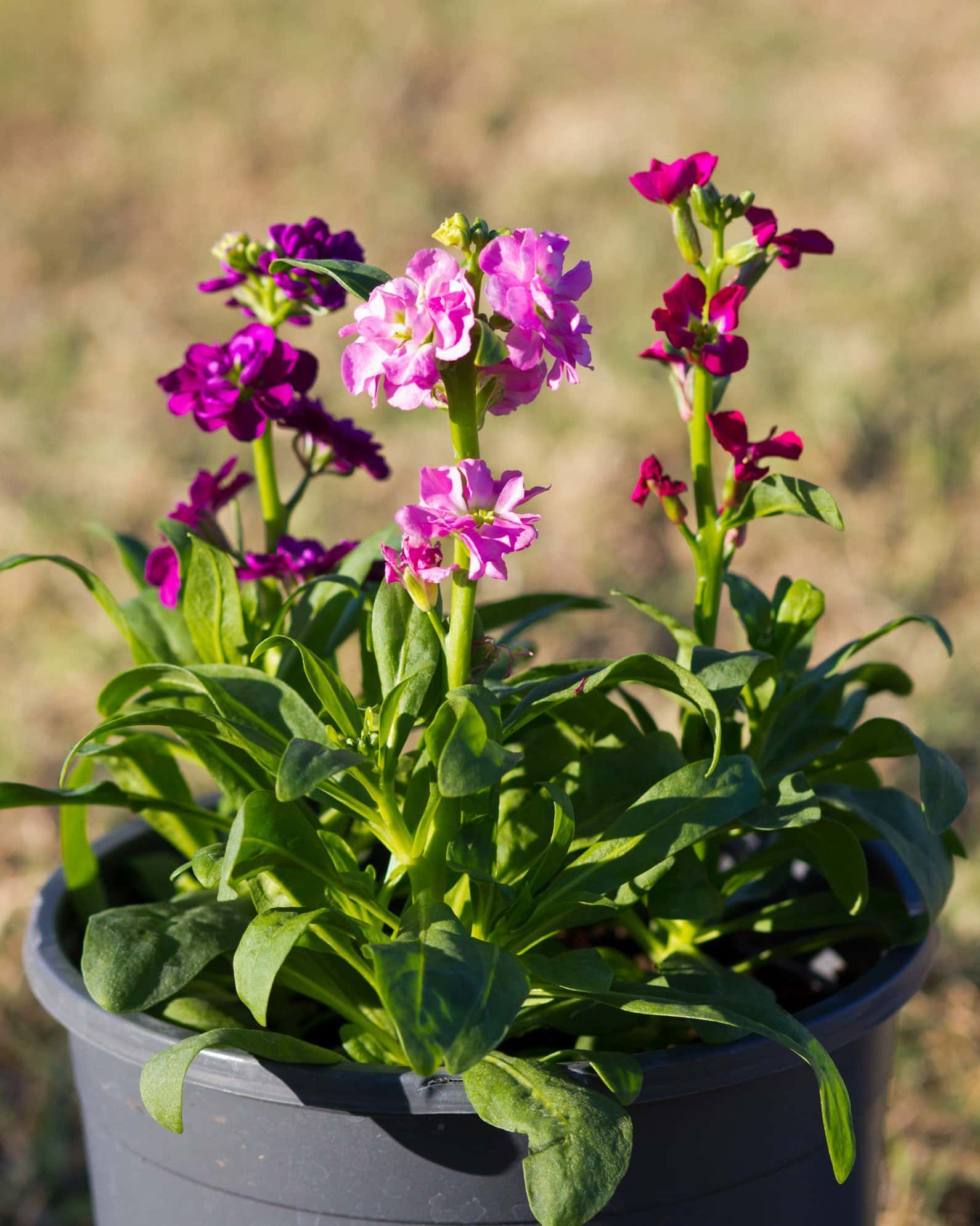 Mime Mix Stock - Main Image