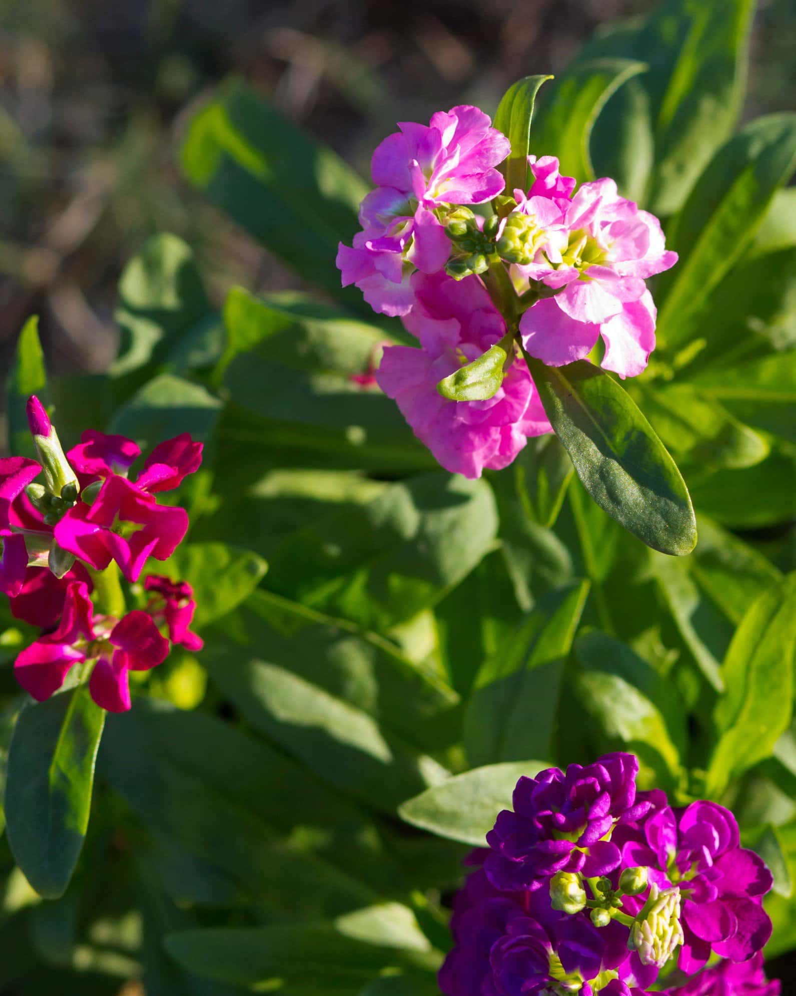 Mime Mix Stock - Image 1