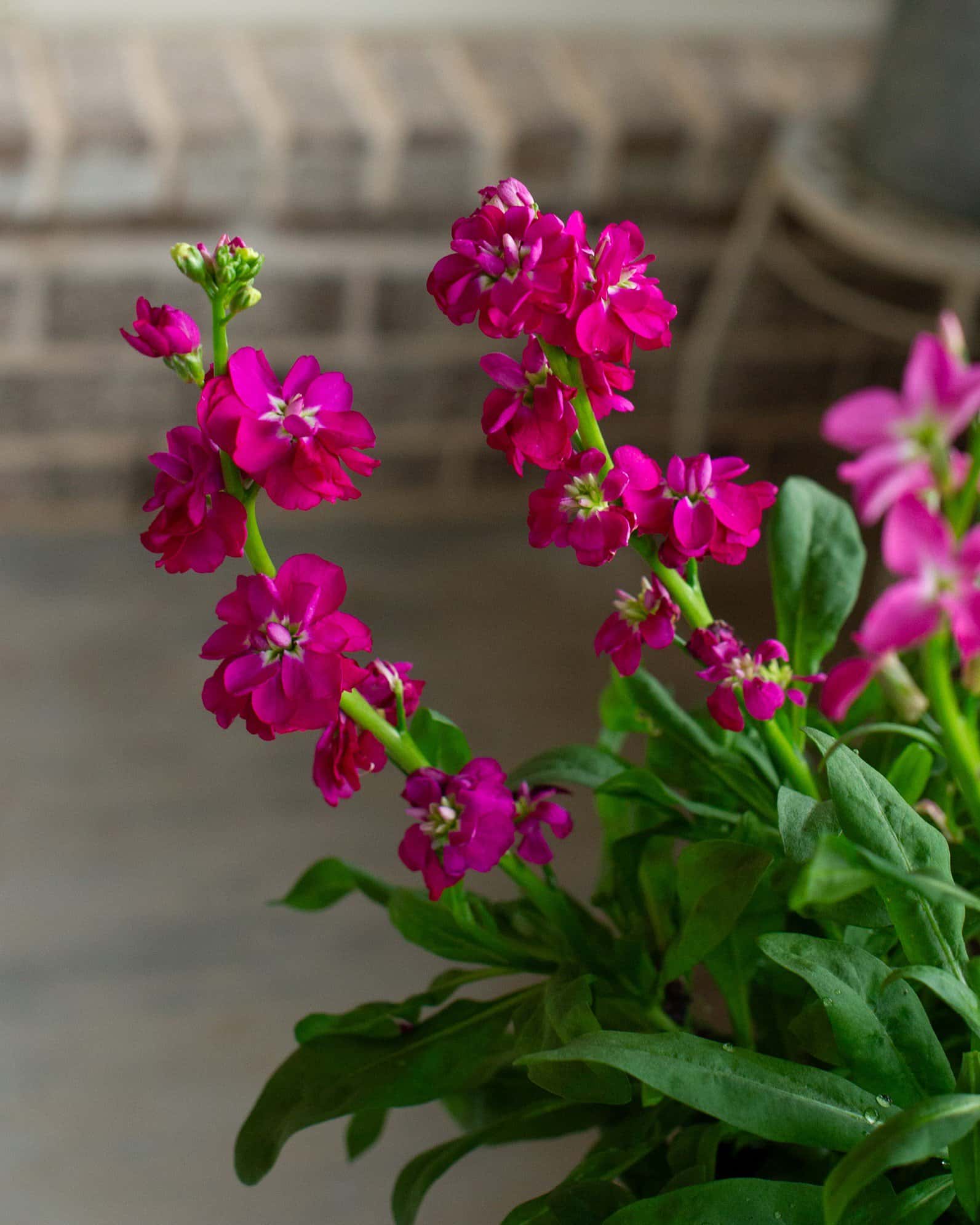 Mime Mix Stock - Image 3