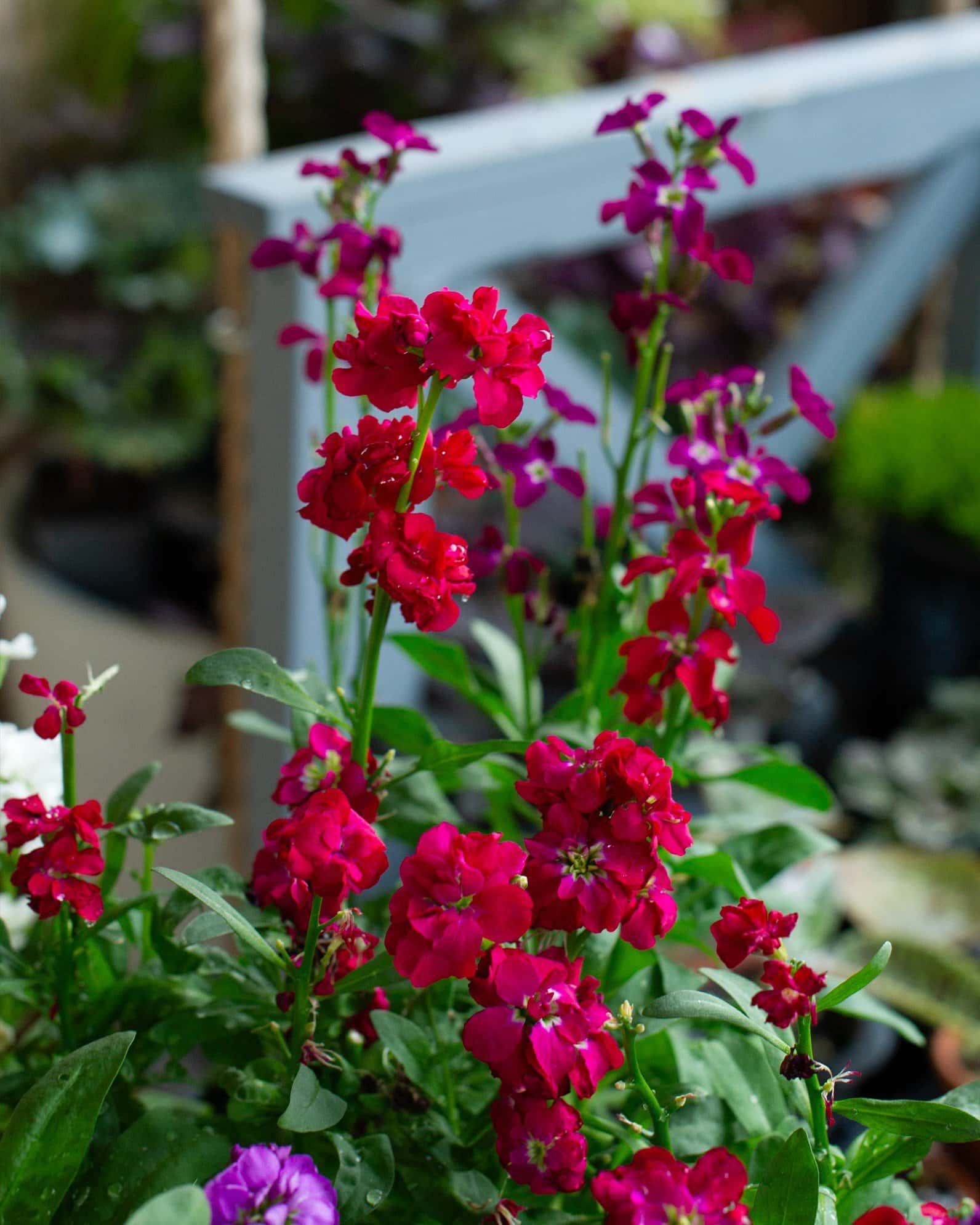 Mime Mix Stock - Image 5