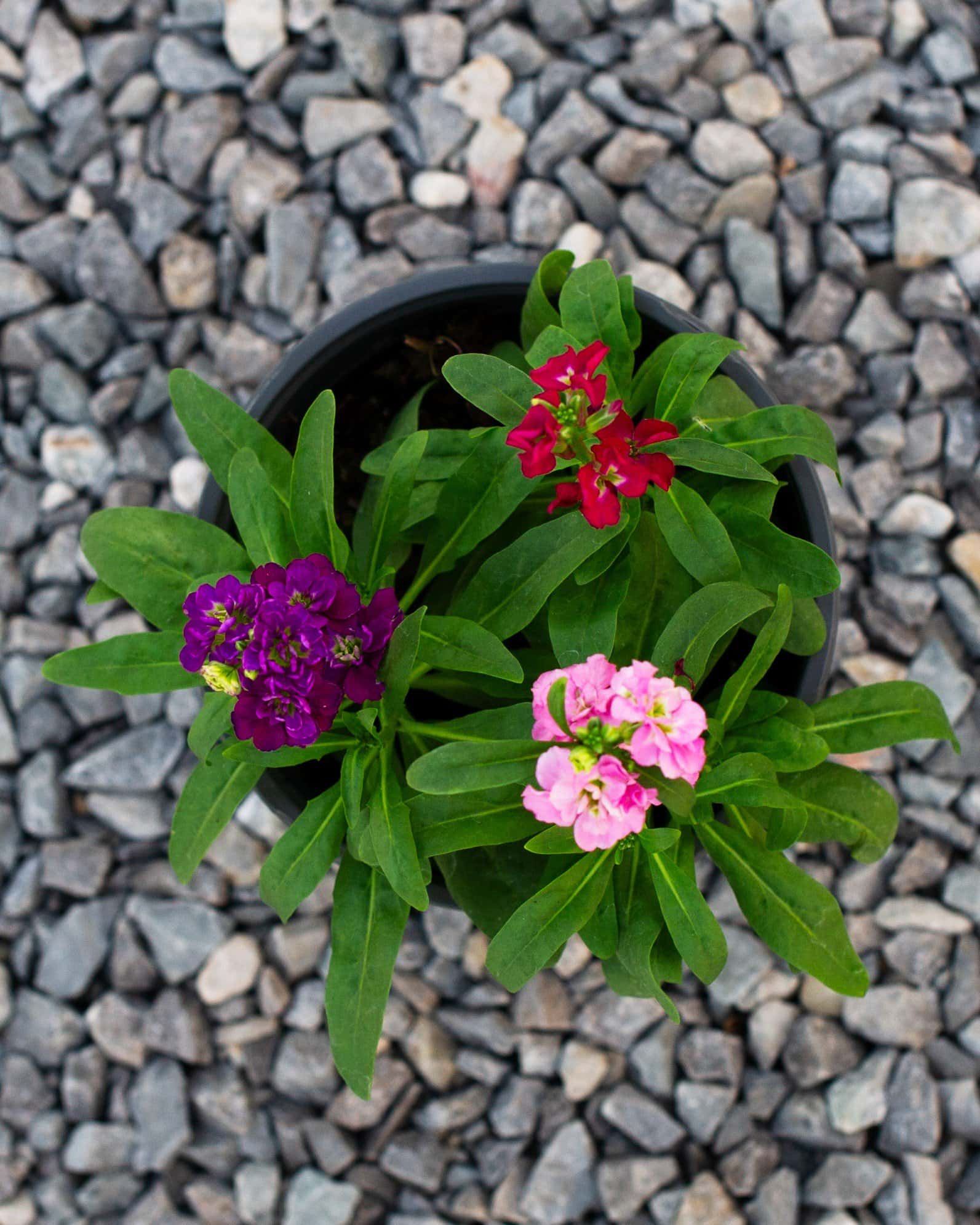 Mime Mix Stock - Image 6