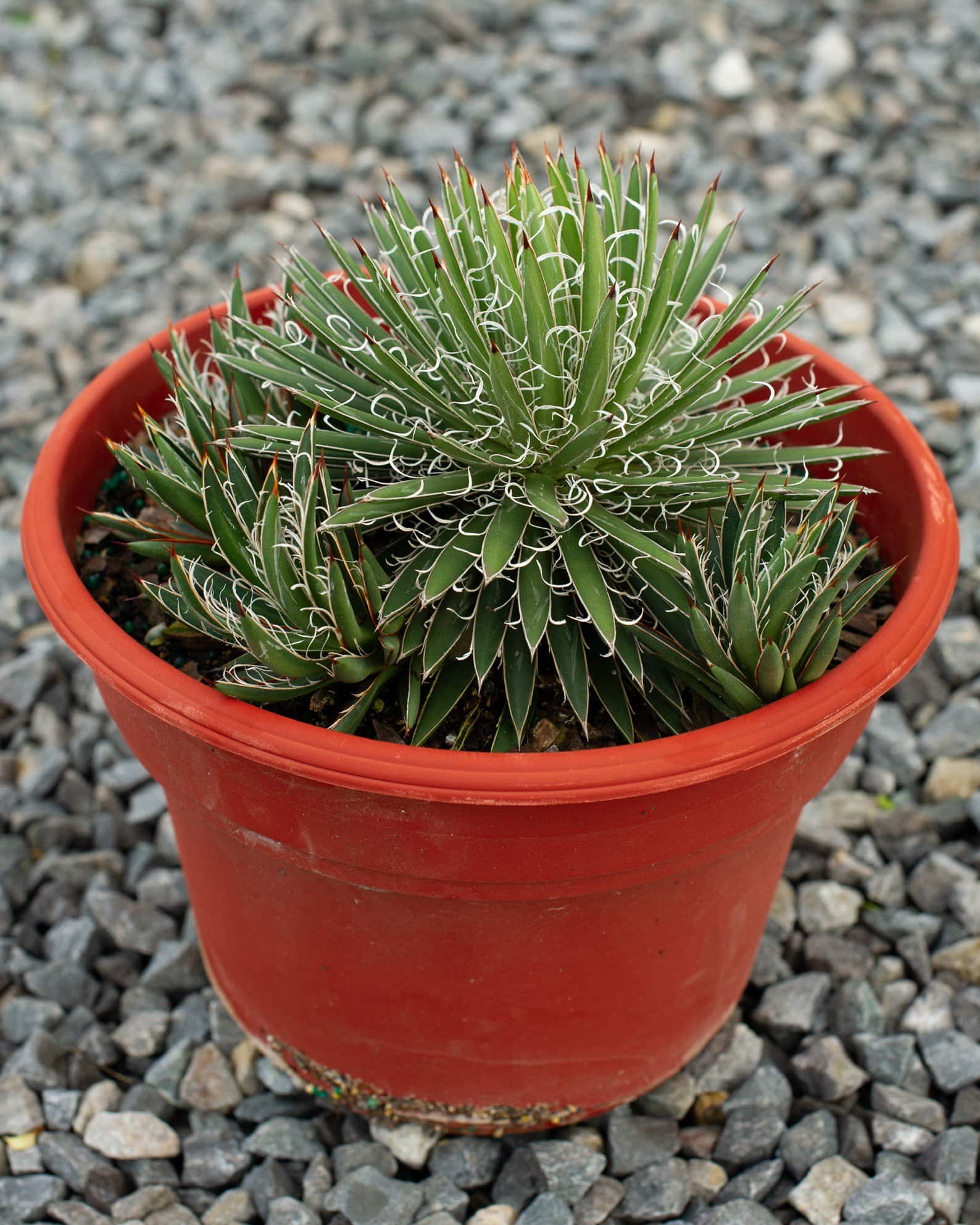 Leopold Agave - Image 1