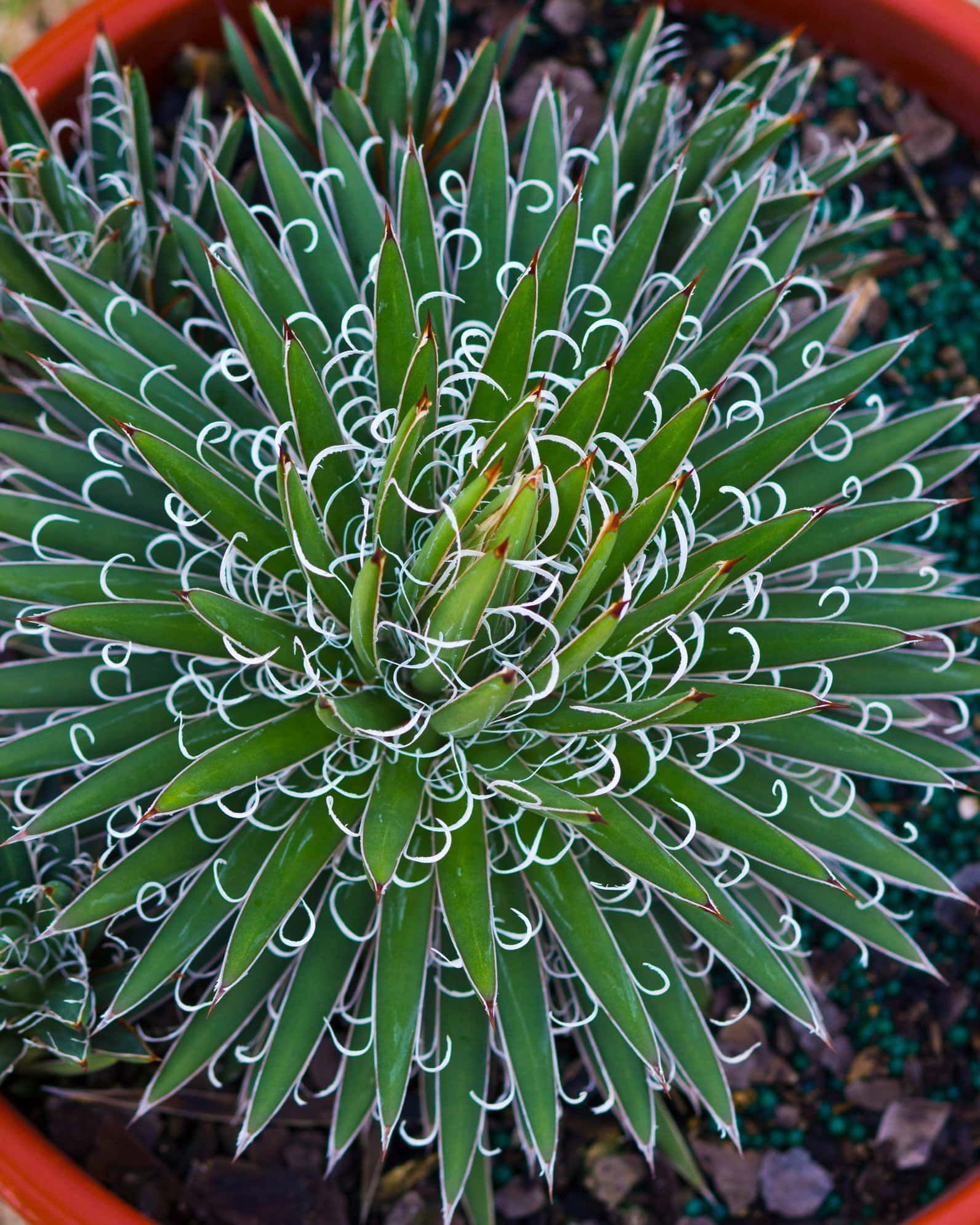 Leopold Agave - Image 2