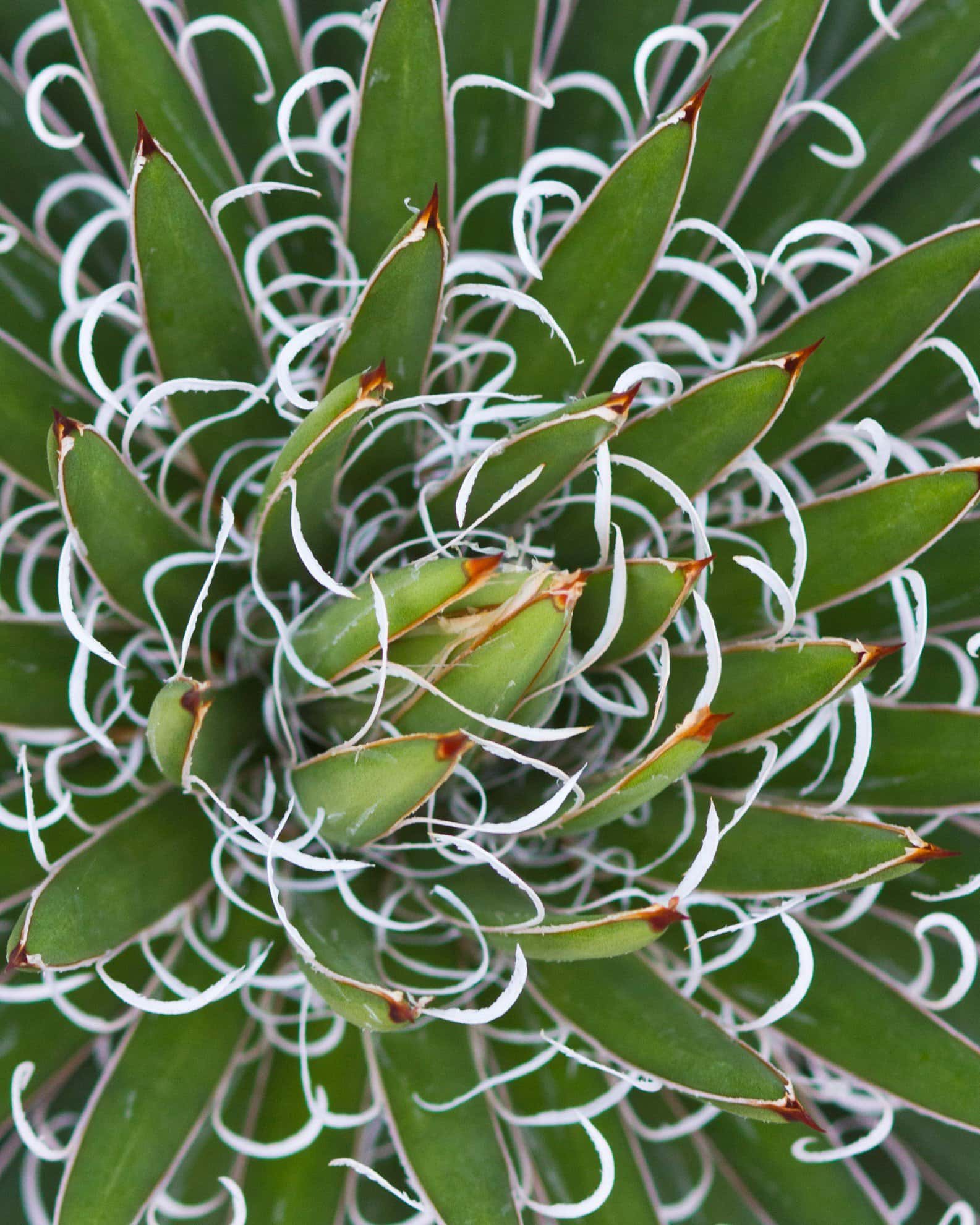 Leopold Agave - Image 3