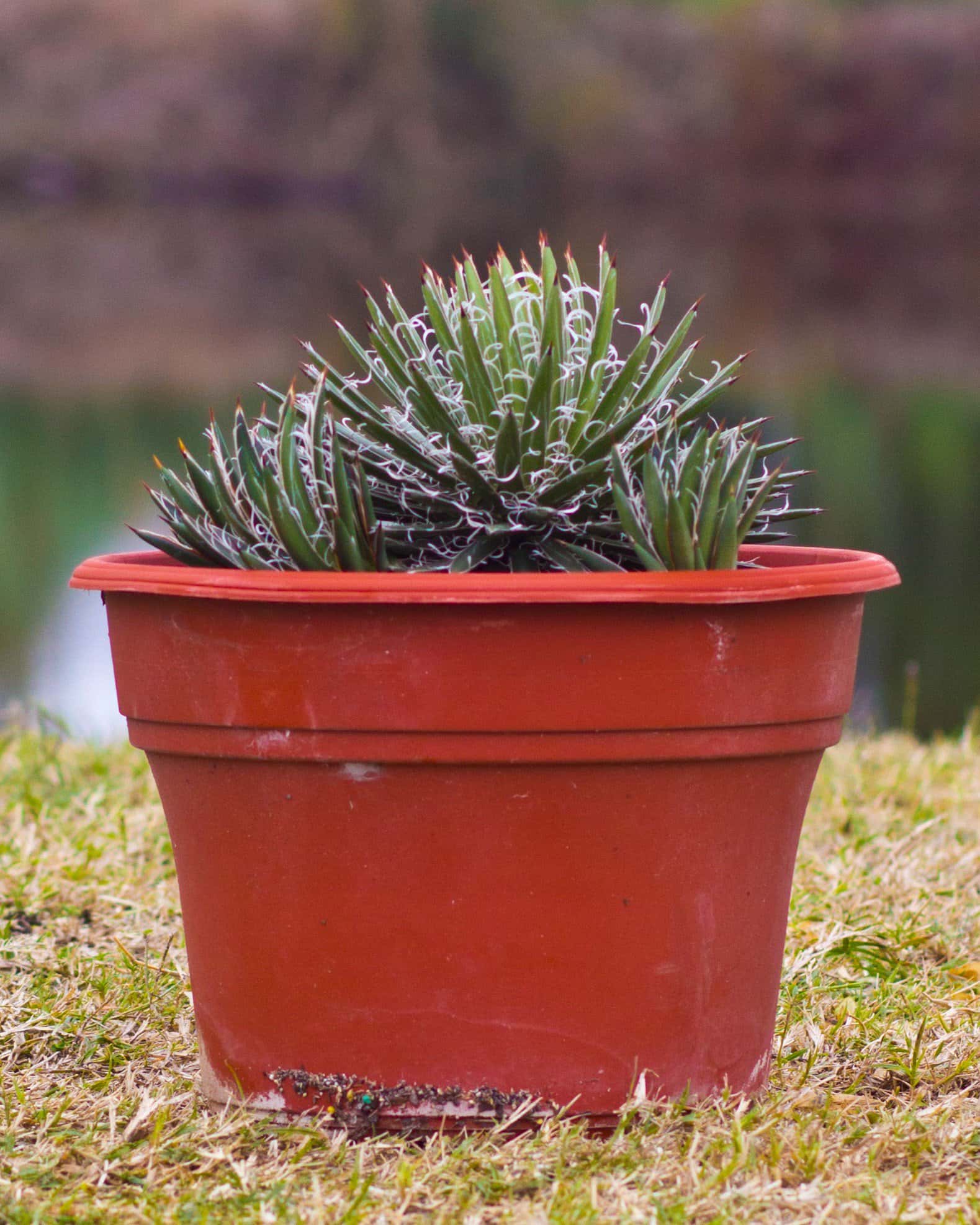 Leopold Agave - Image 4