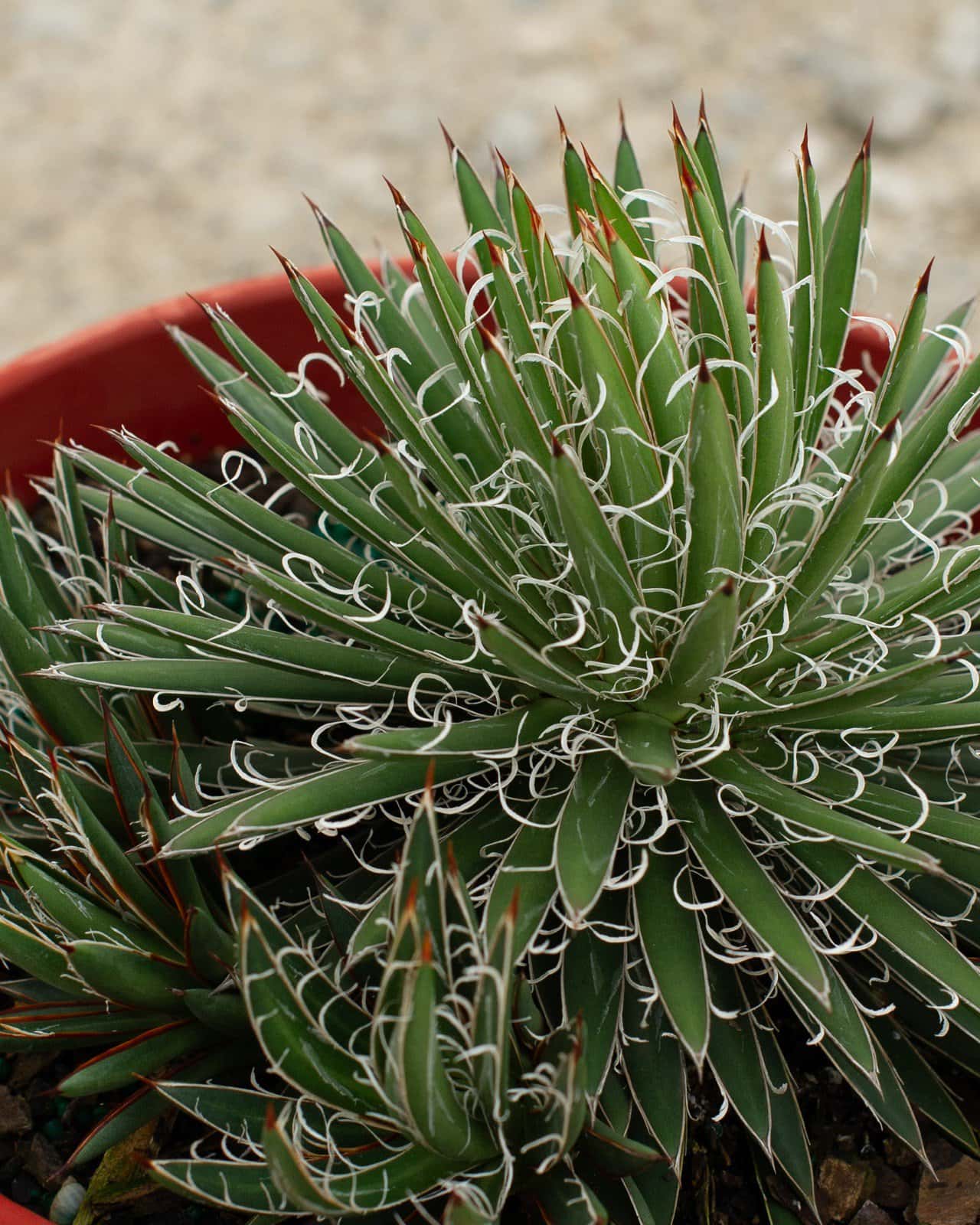 Leopold Agave - Image 5