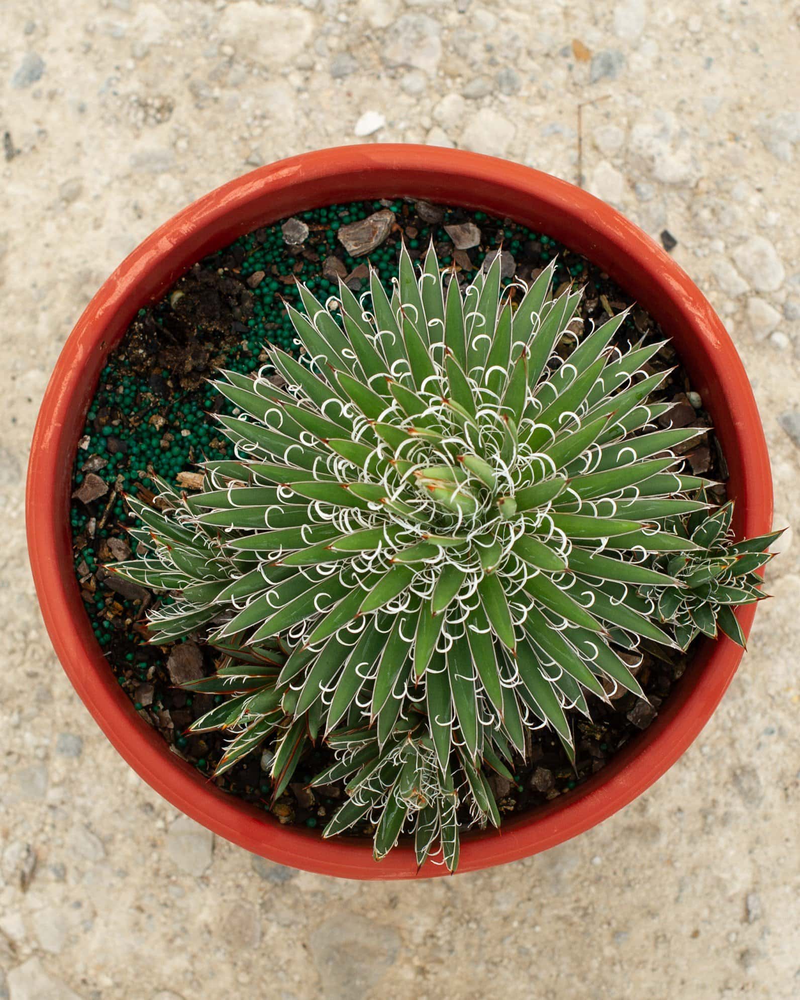 Leopold Agave - Image 6