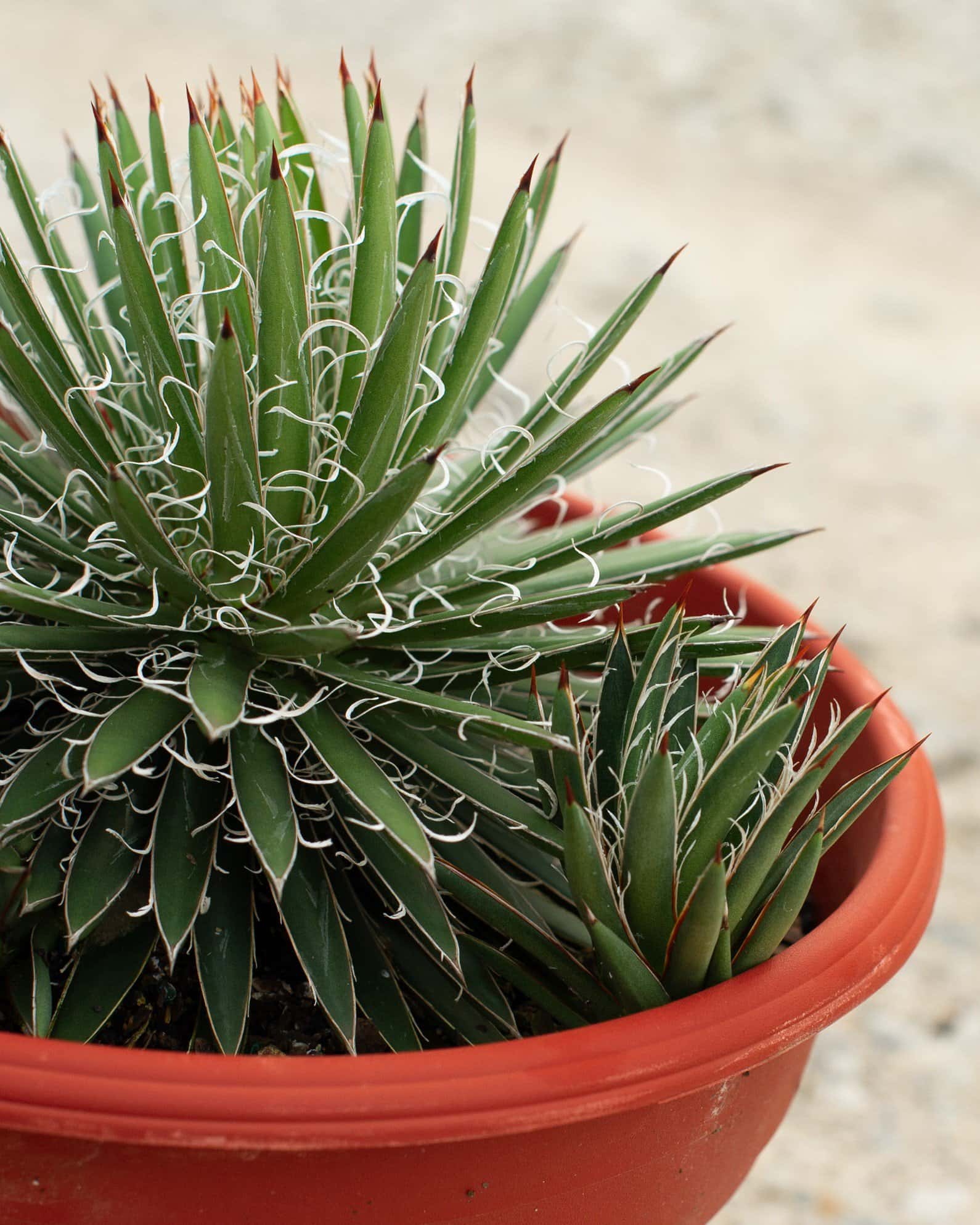 Leopold Agave - Image 7