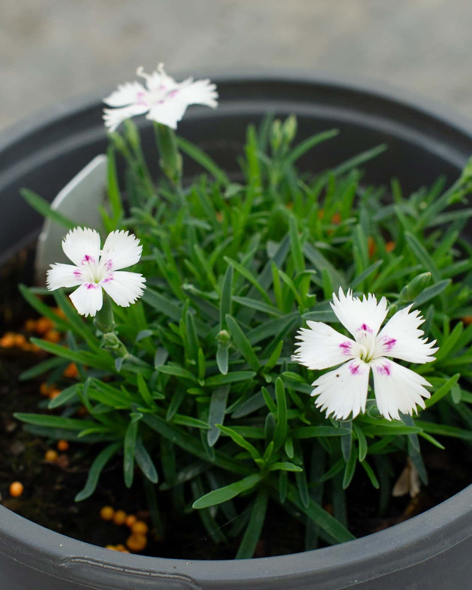 Mountain Frost White Twinkle Dianthus - Image 1