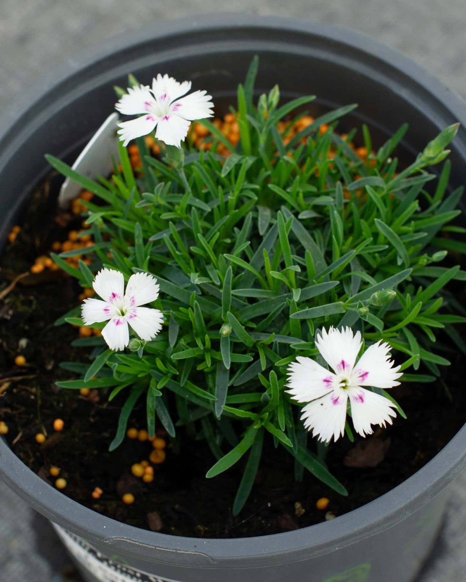 Mountain Frost White Twinkle Dianthus - Image 3