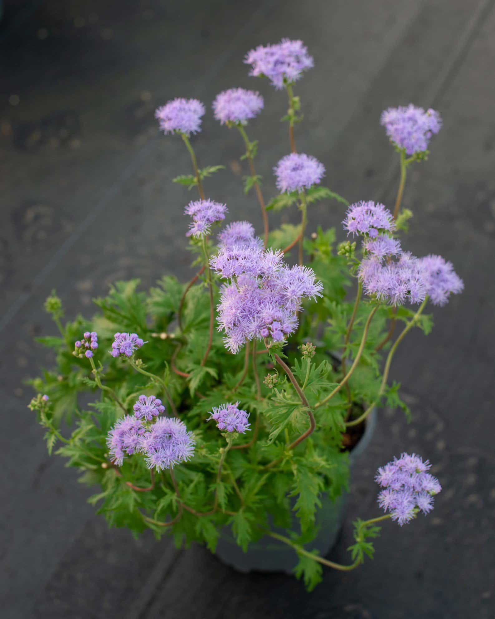 Gregg's Mistflower - Image 4