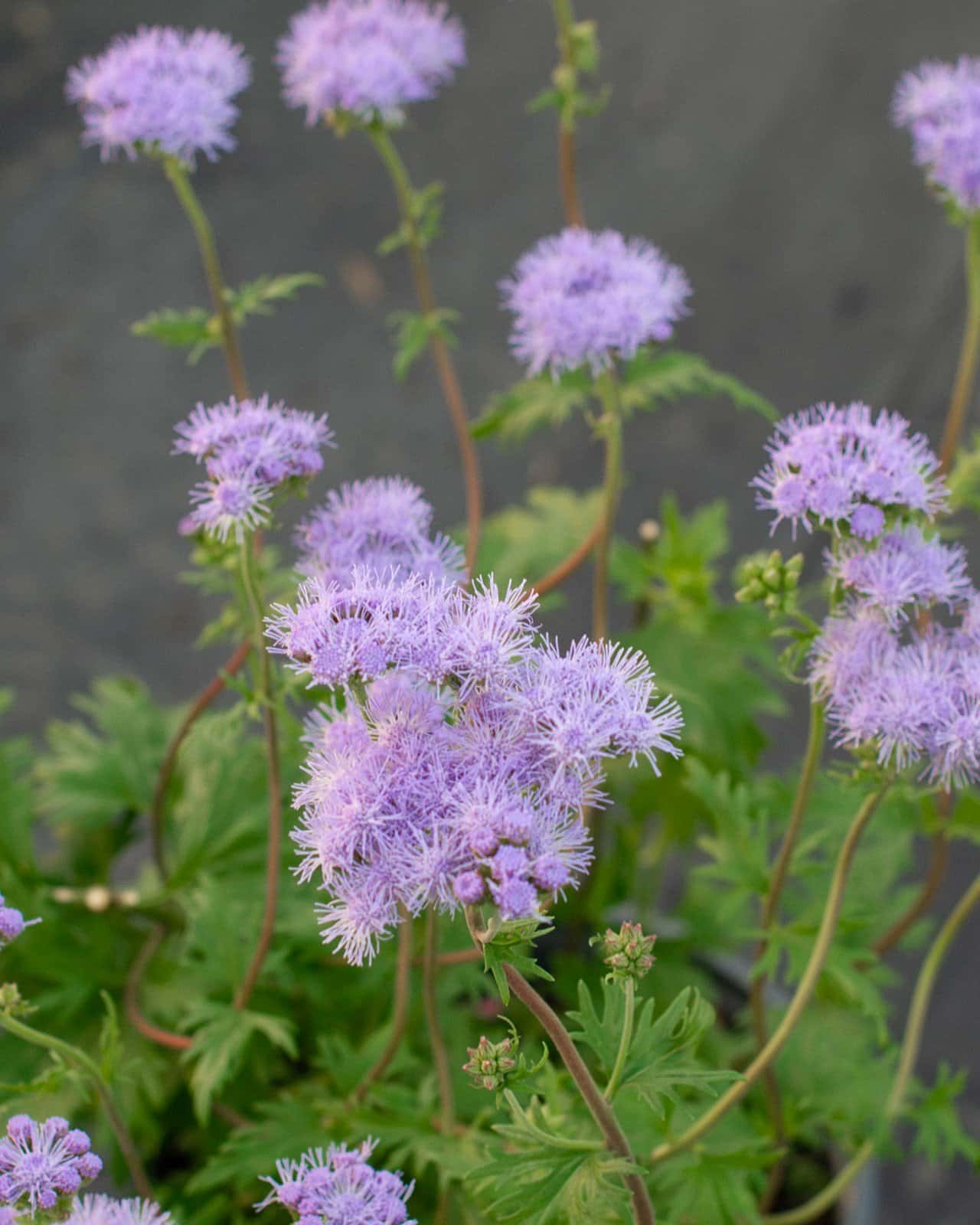 Gregg's Mistflower - Image 5