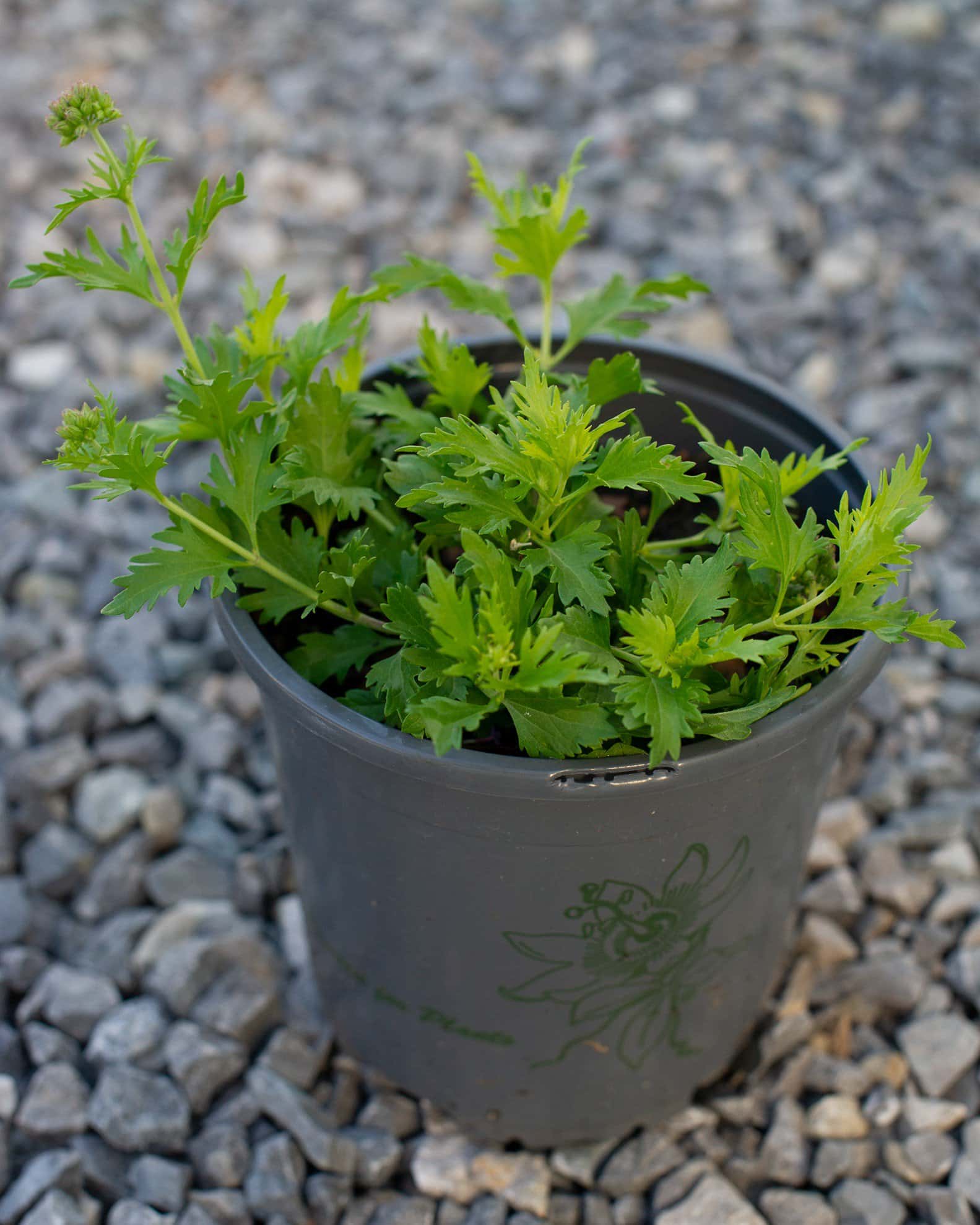 Gregg's Mistflower - Image 6