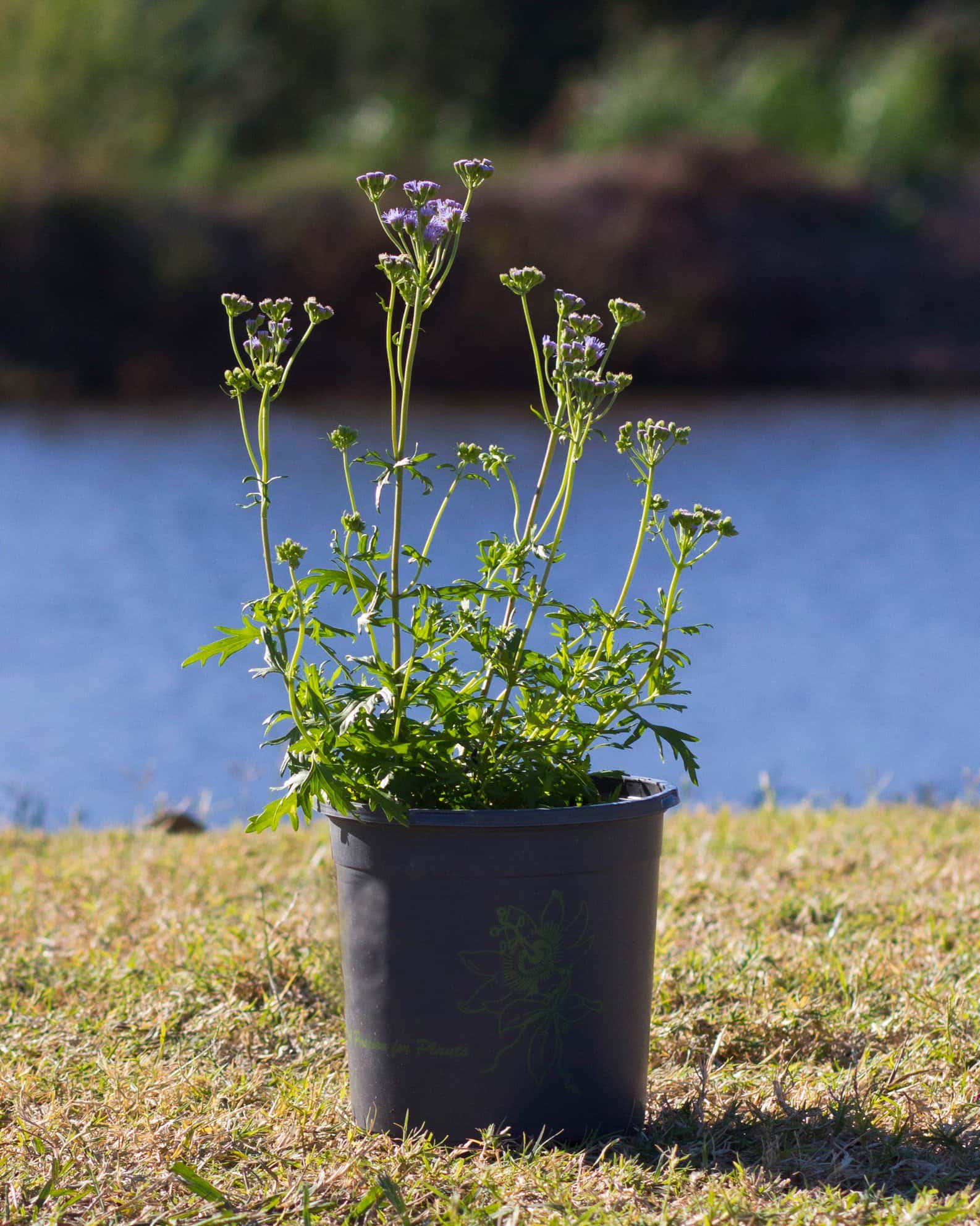 Gregg's Mistflower - Image 7