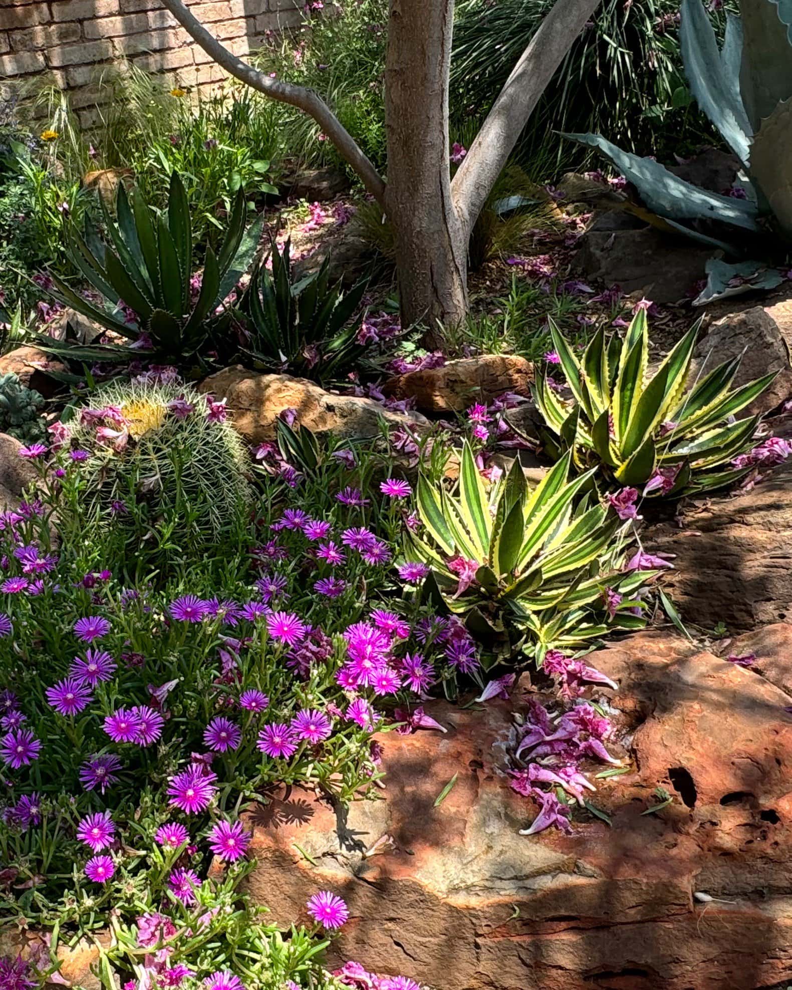 Quadricolor Agave - Image 5