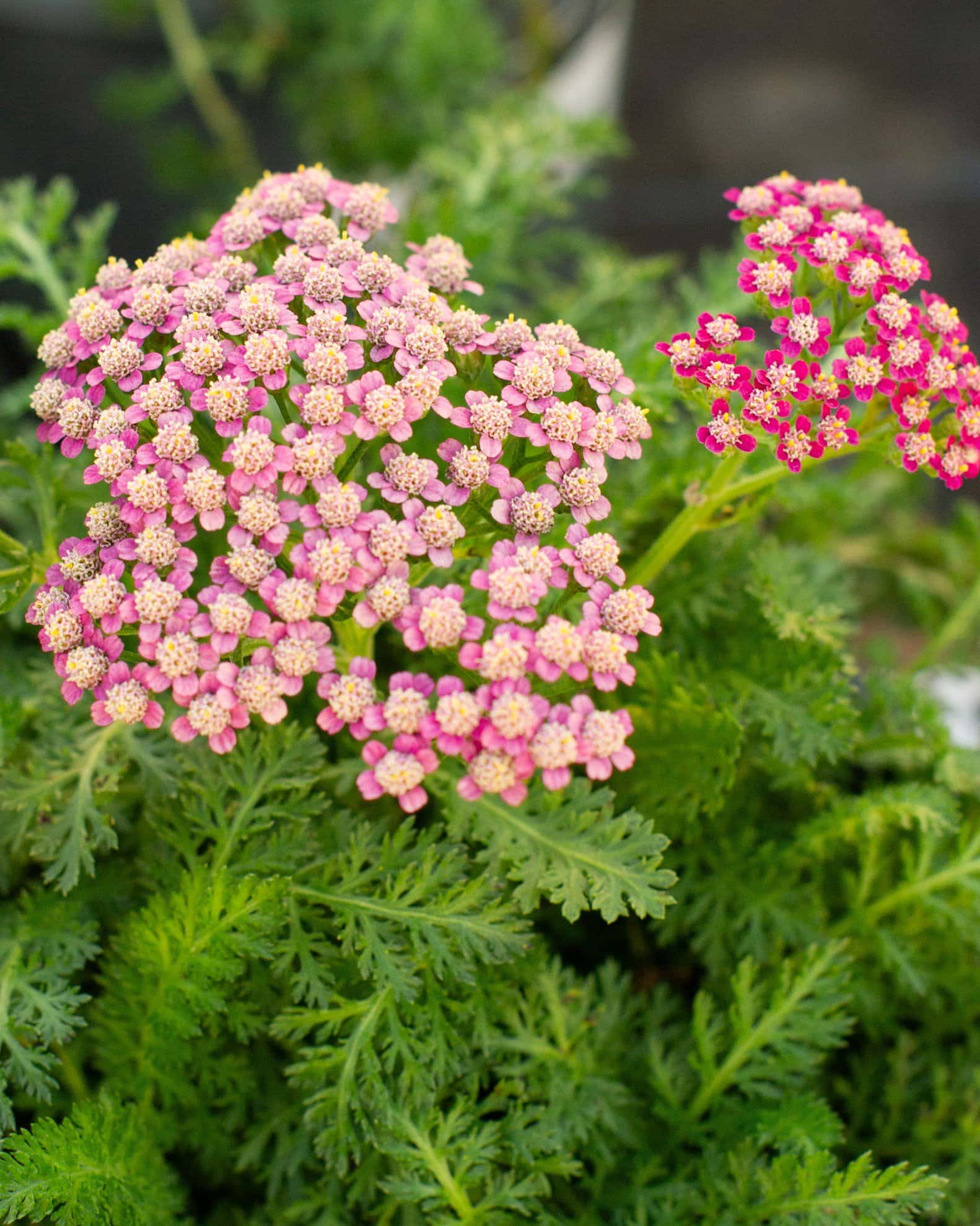 Milly Rock Rose Yarrow - Image 1