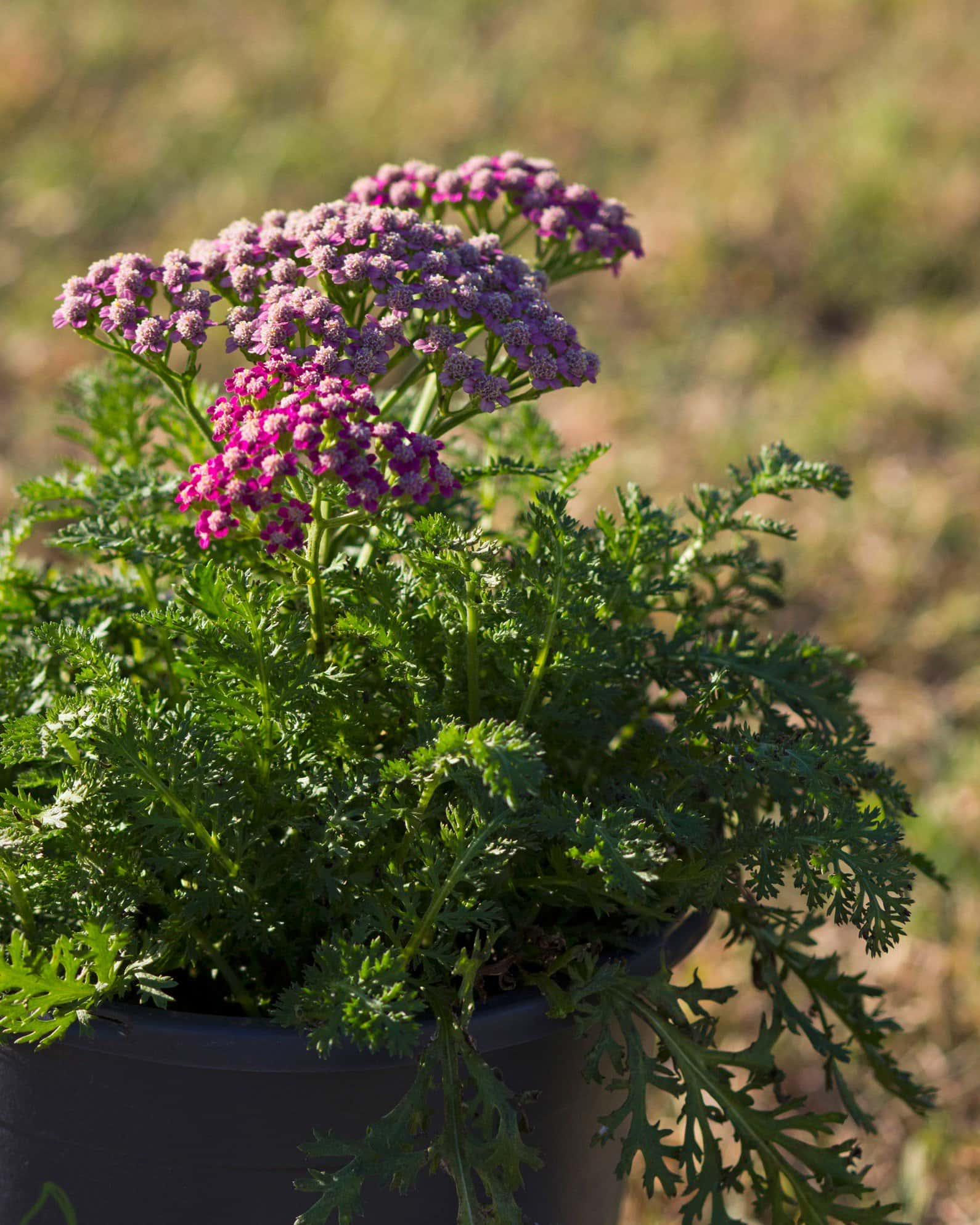 Milly Rock Rose Yarrow - Image 4