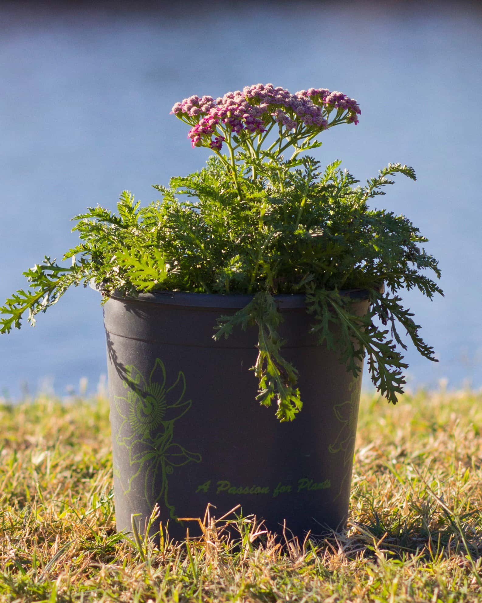 Milly Rock Rose Yarrow - Image 5