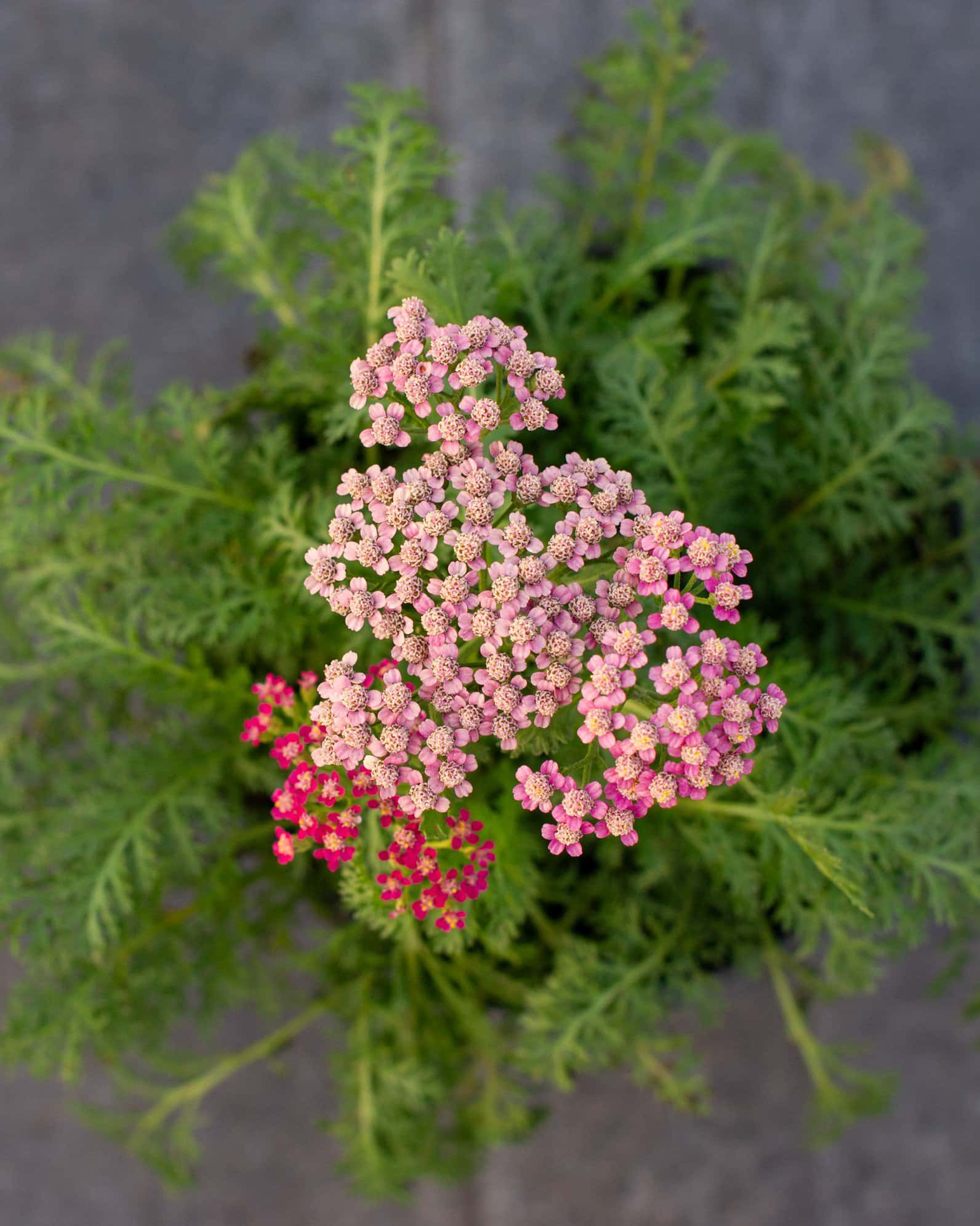 Milly Rock Rose Yarrow - Image 6