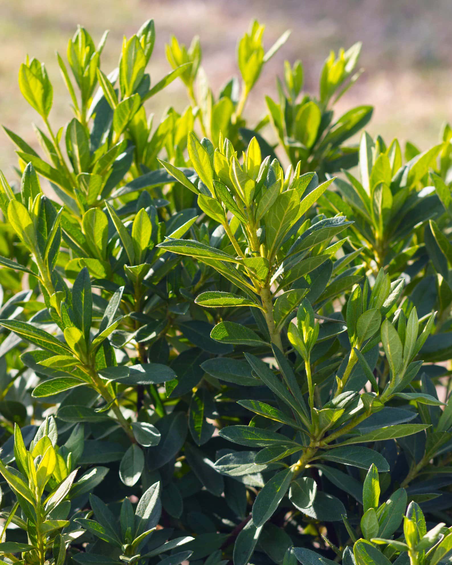 GG Gerbing Azalea - Image 2