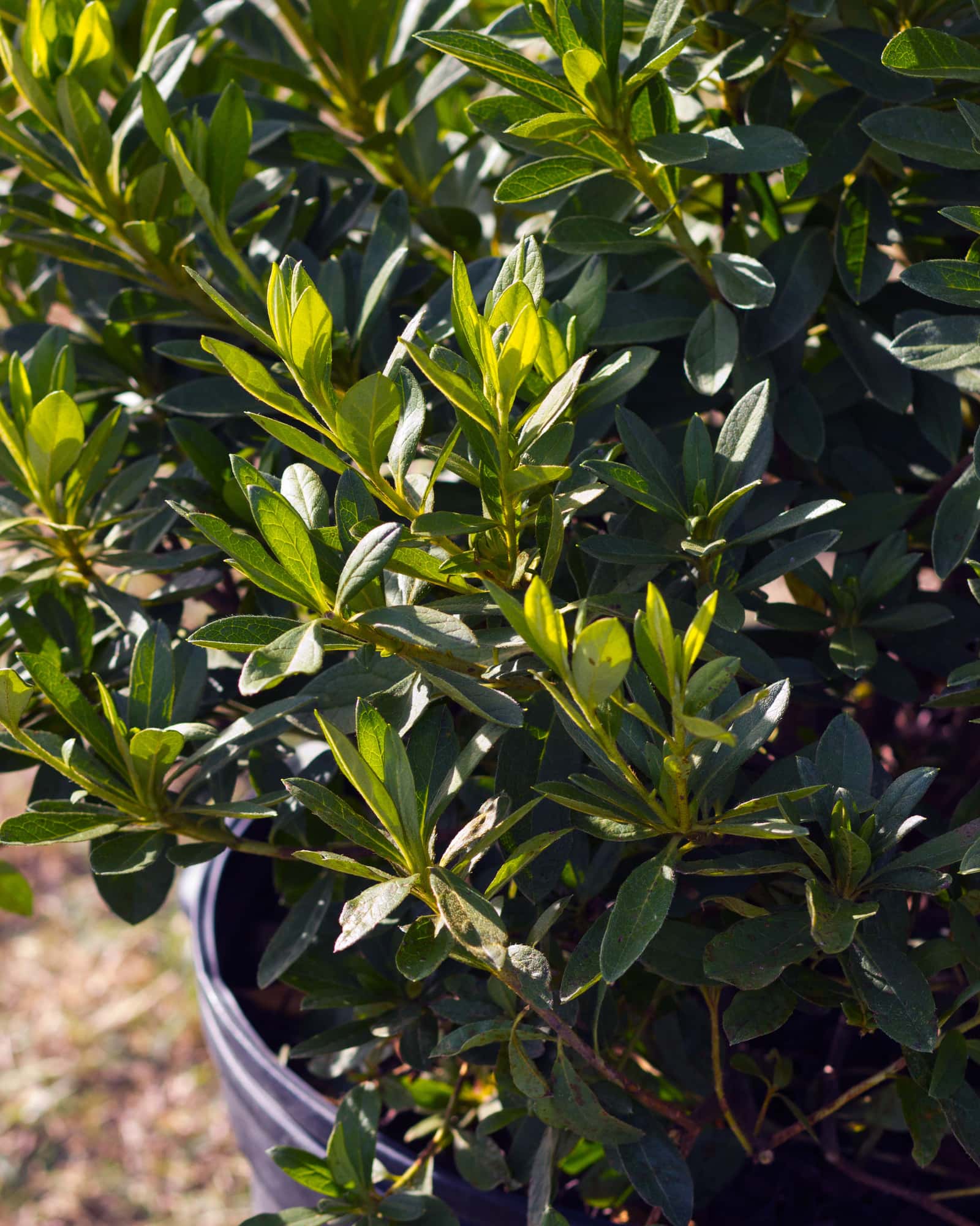 GG Gerbing Azalea - Image 3