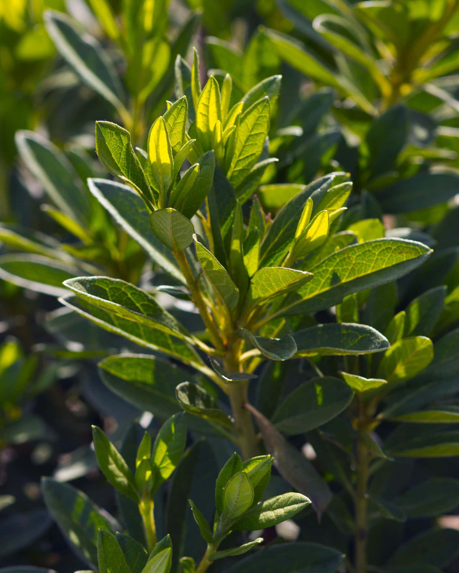 GG Gerbing Azalea - Image 4