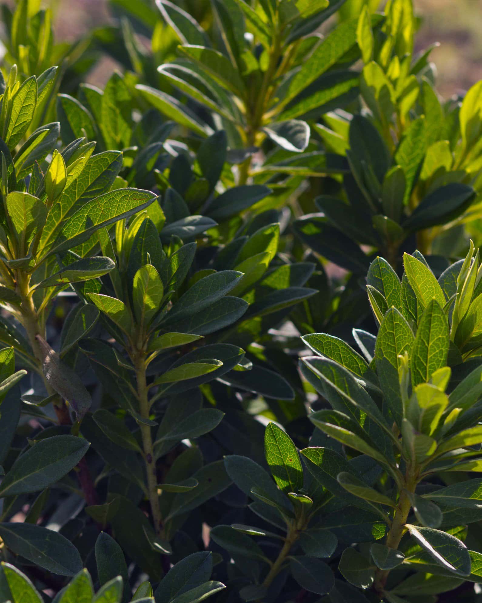 GG Gerbing Azalea - Image 6