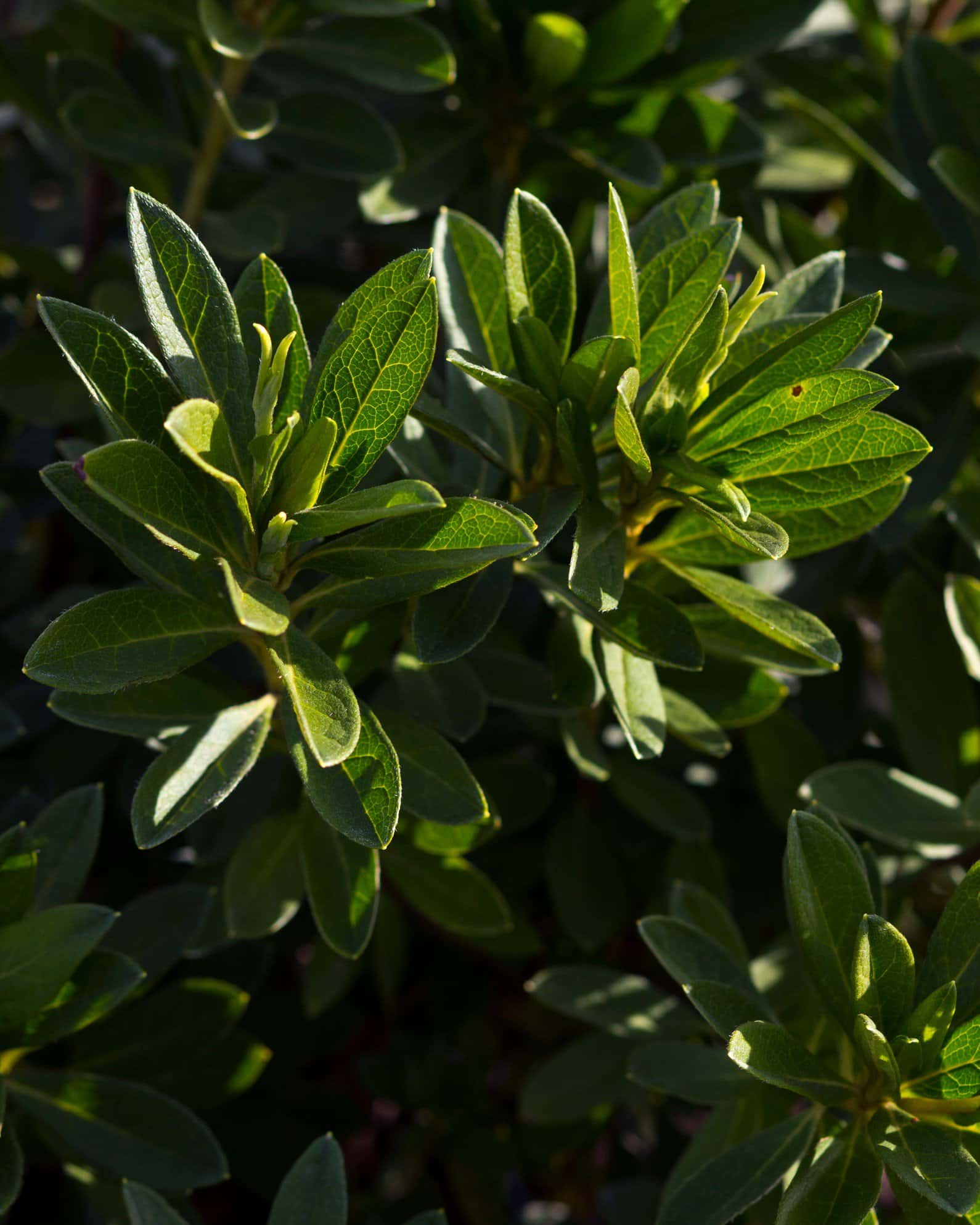 GG Gerbing Azalea - Image 7