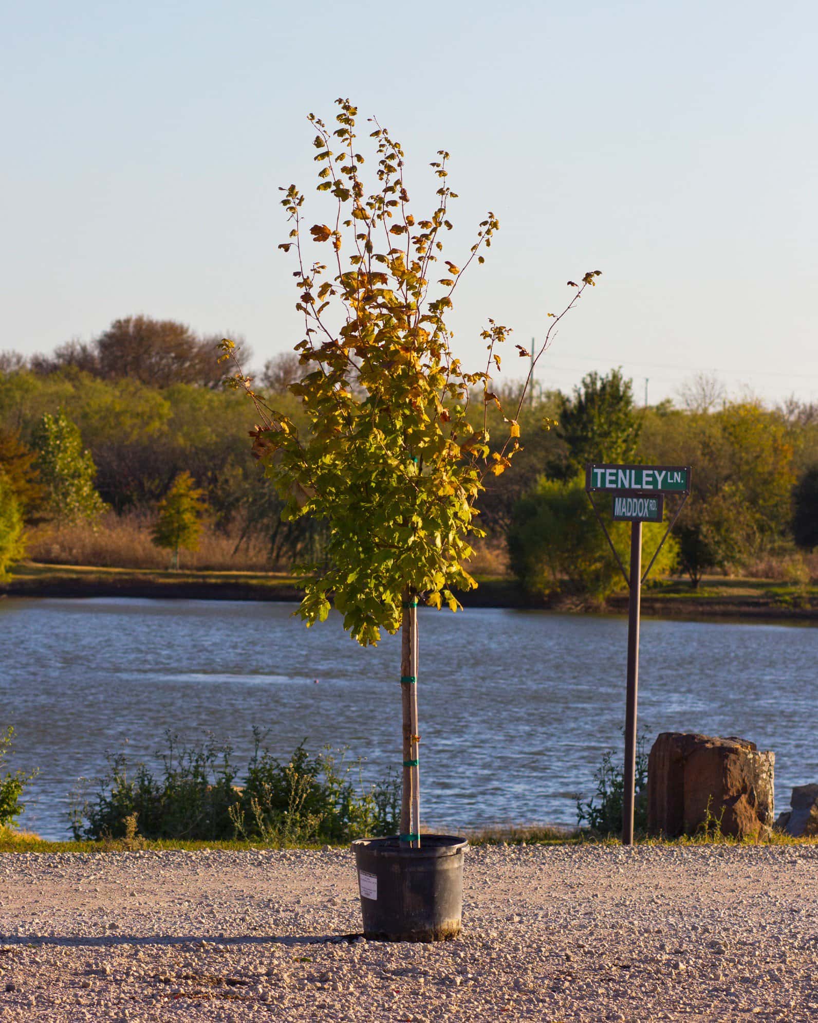 Mexican Sugar Maple - Main Image