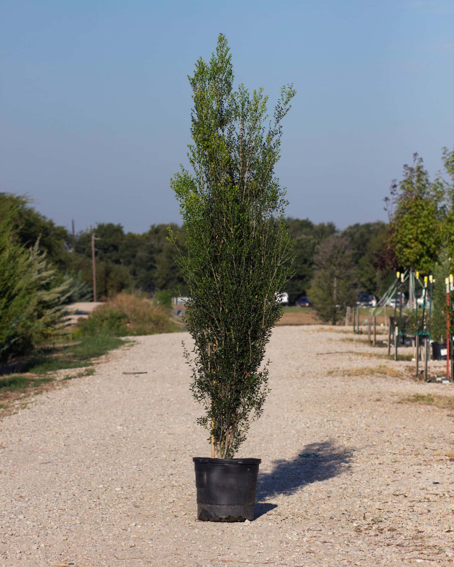 Yaupon Holly Scarlet's Peak - Main Image