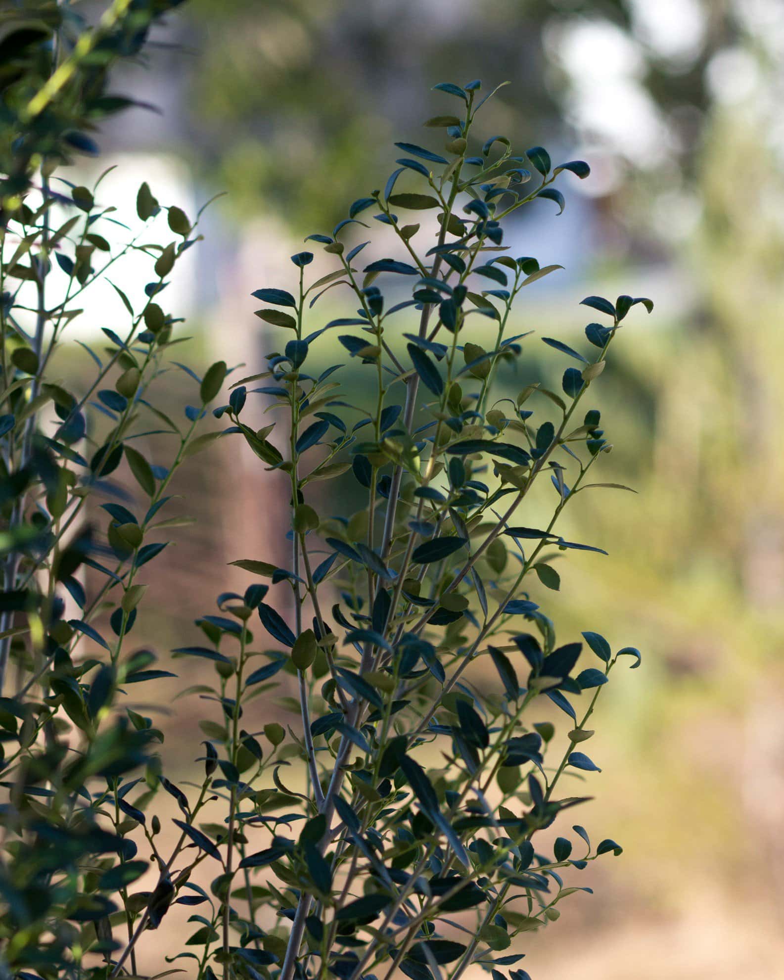 Yaupon Holly Scarlet's Peak - Image 6