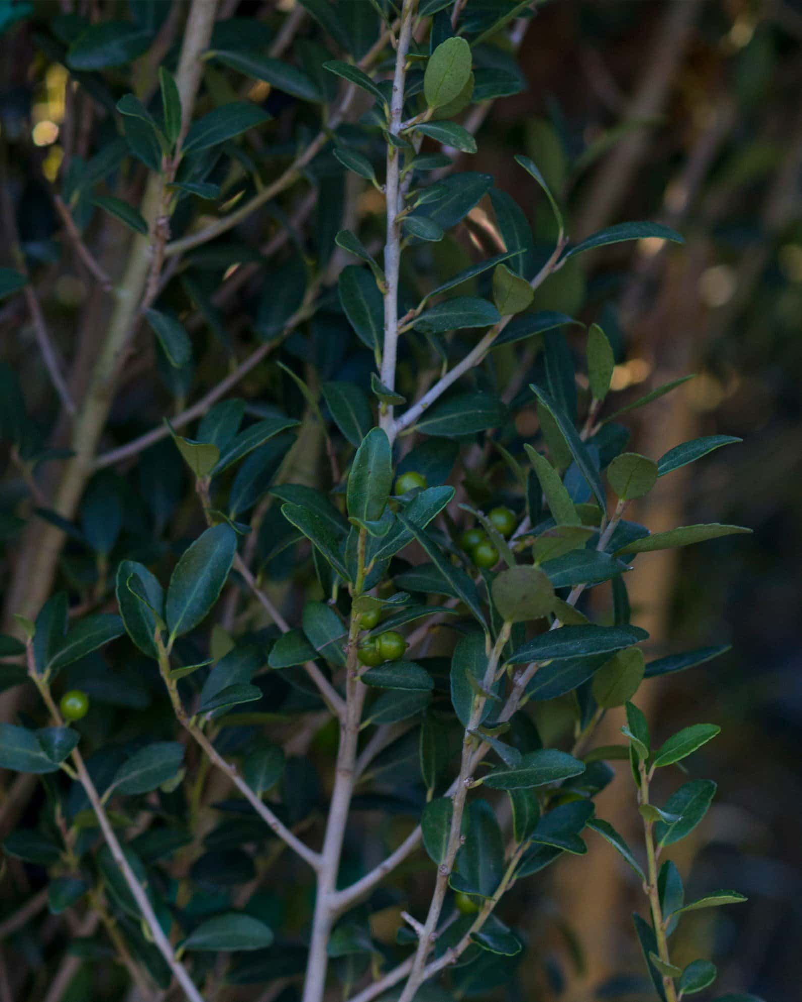 Yaupon Holly Scarlet's Peak - Image 7