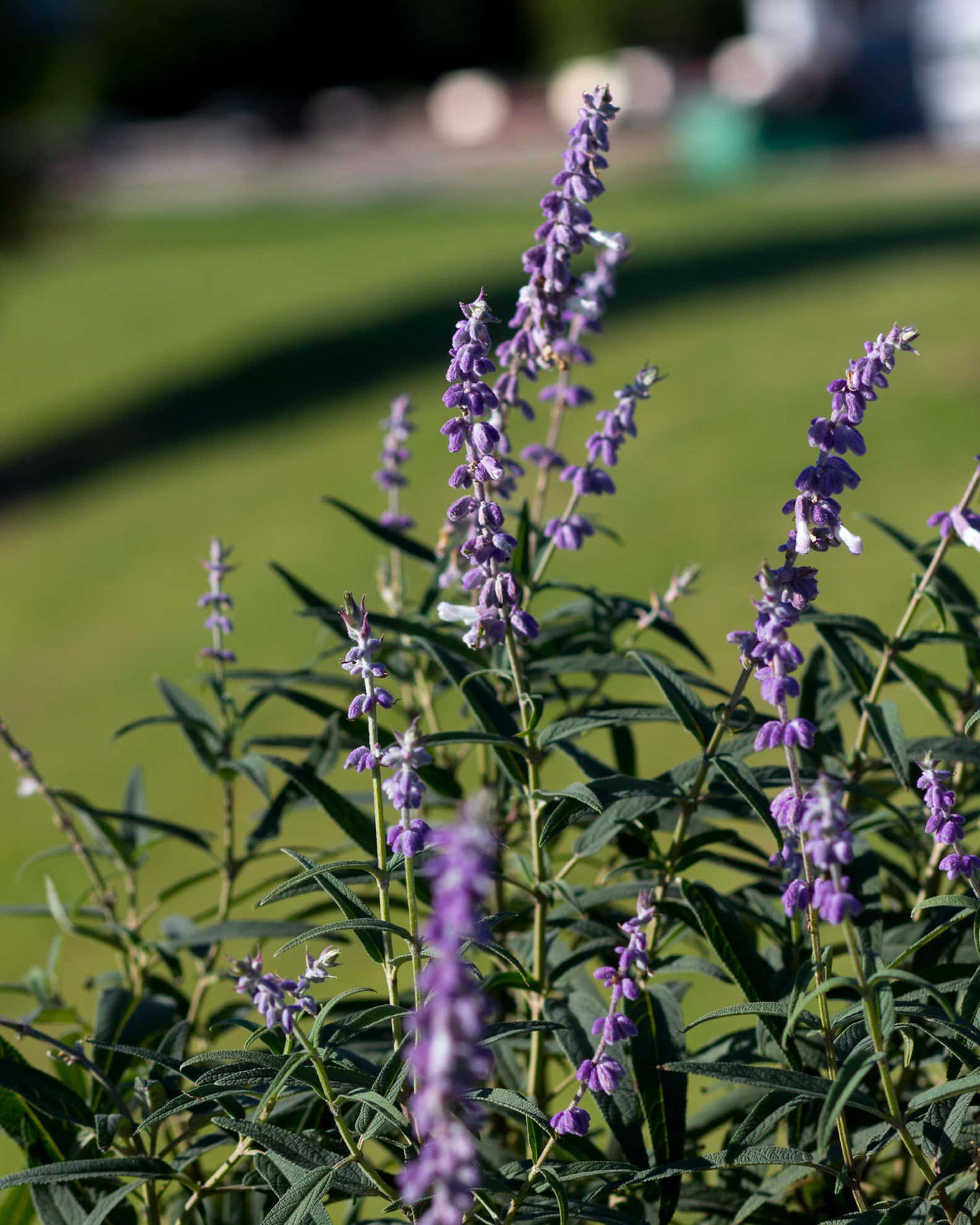 Mexican Bush Sage - Image 5