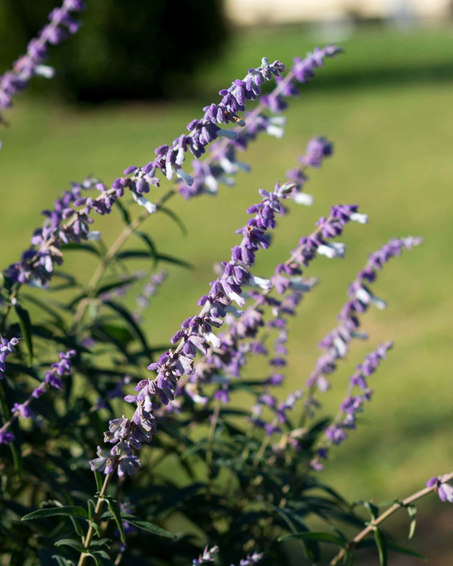 Mexican Bush Sage - Image 6