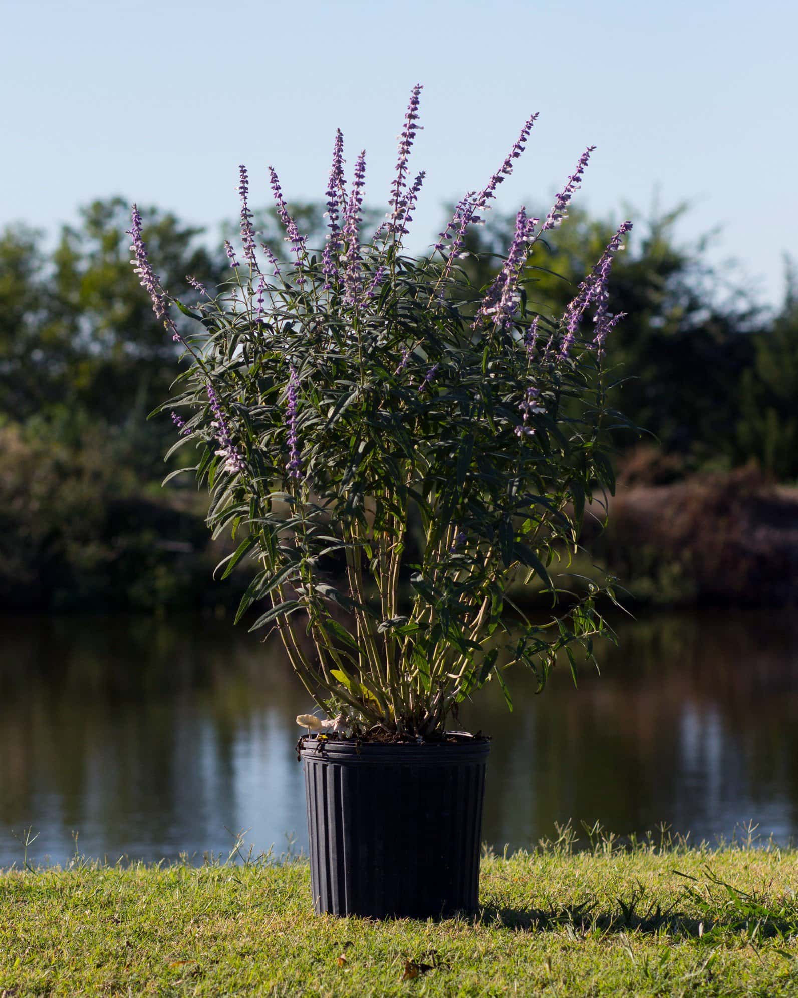 Mexican Bush Sage - Image 7