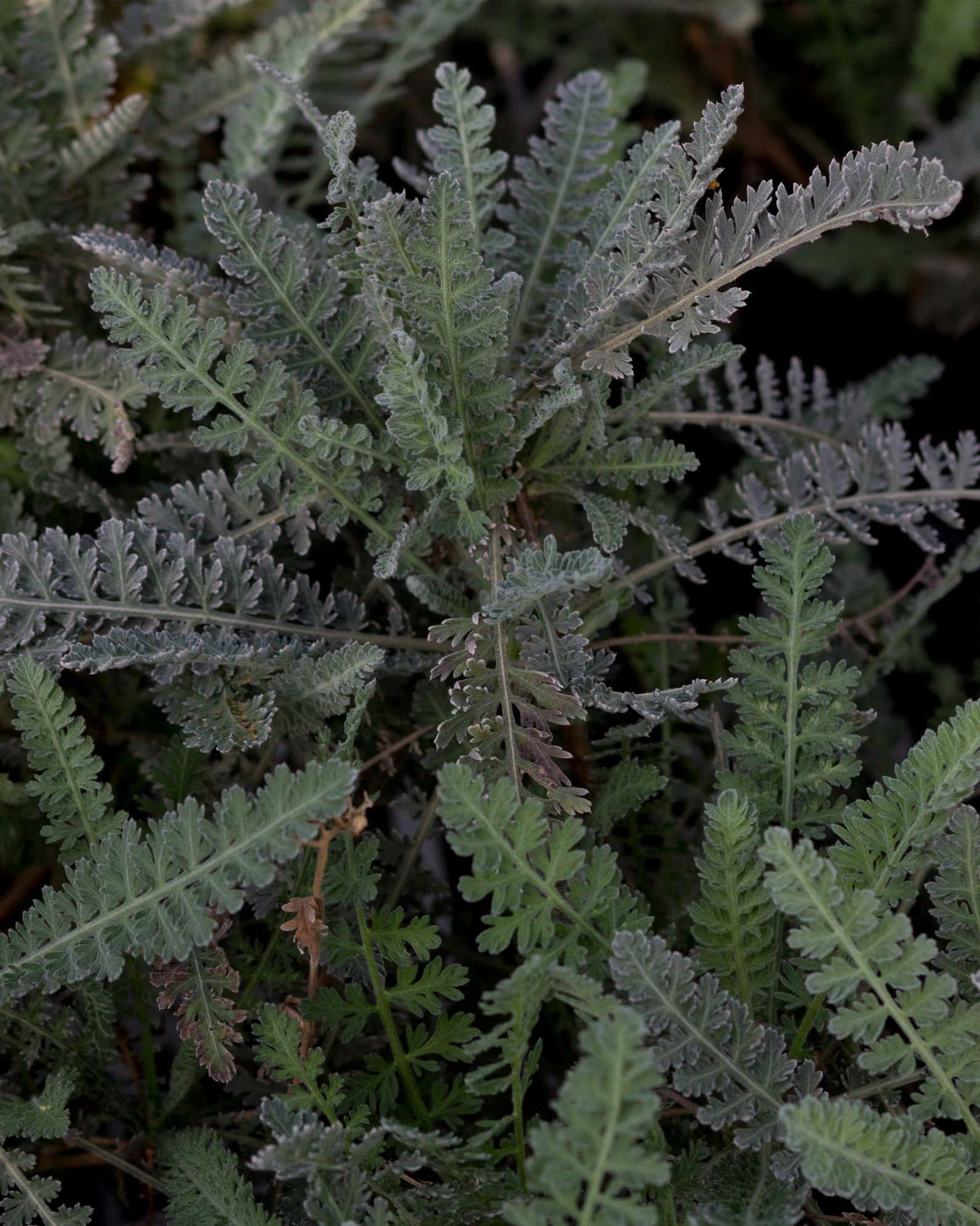 Moonshine Yarrow - Image 4