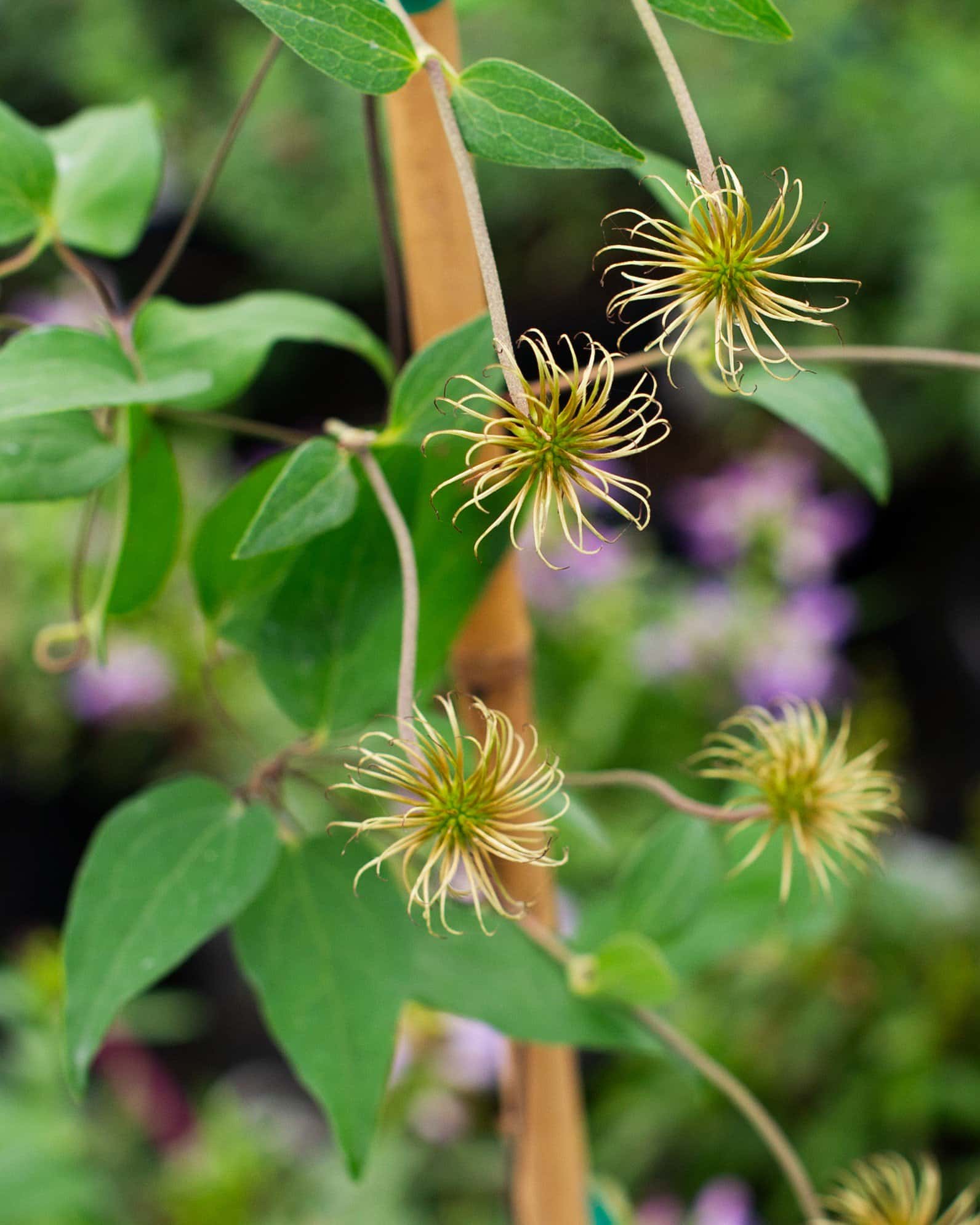 Rouge Cardinal Clematis - Image 1
