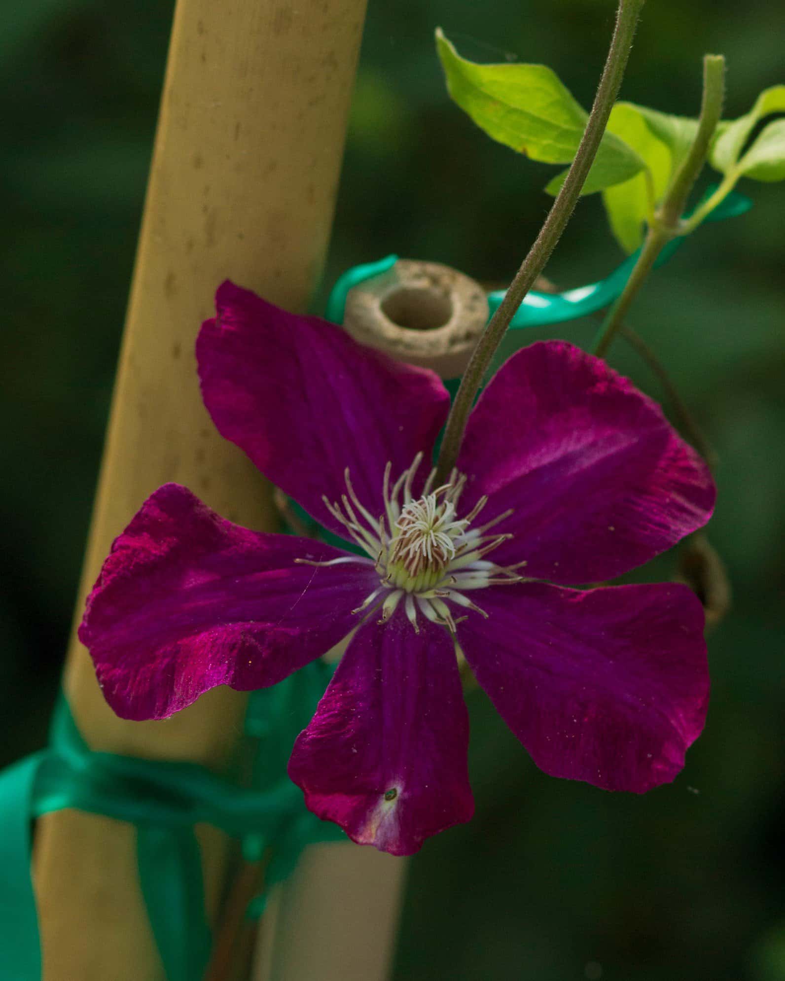 Rouge Cardinal Clematis - Image 3