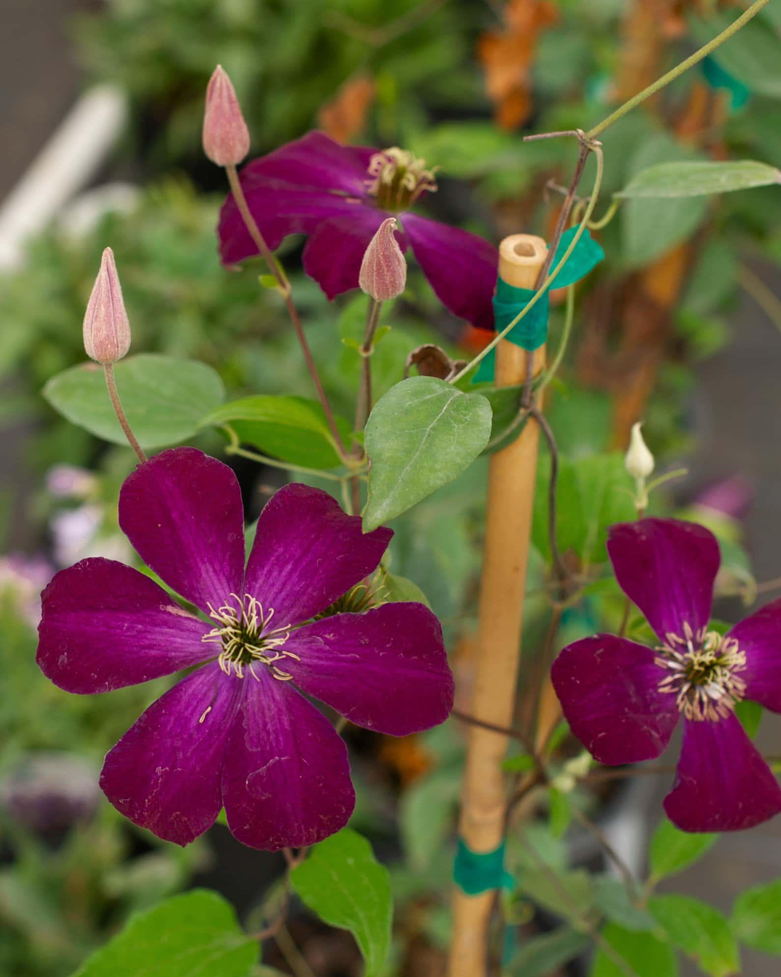 Rouge Cardinal Clematis - Image 4