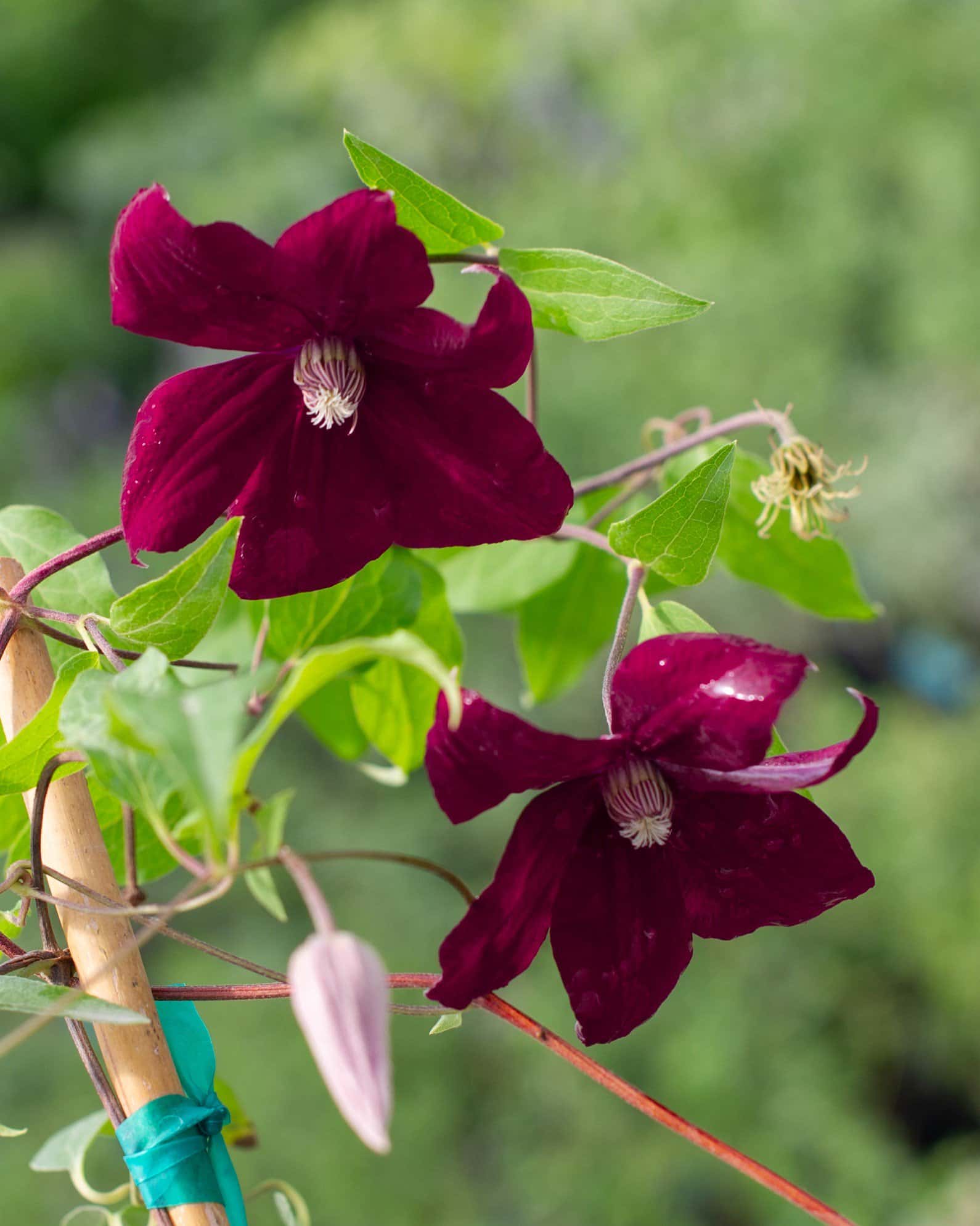 Rouge Cardinal Clematis - Image 5