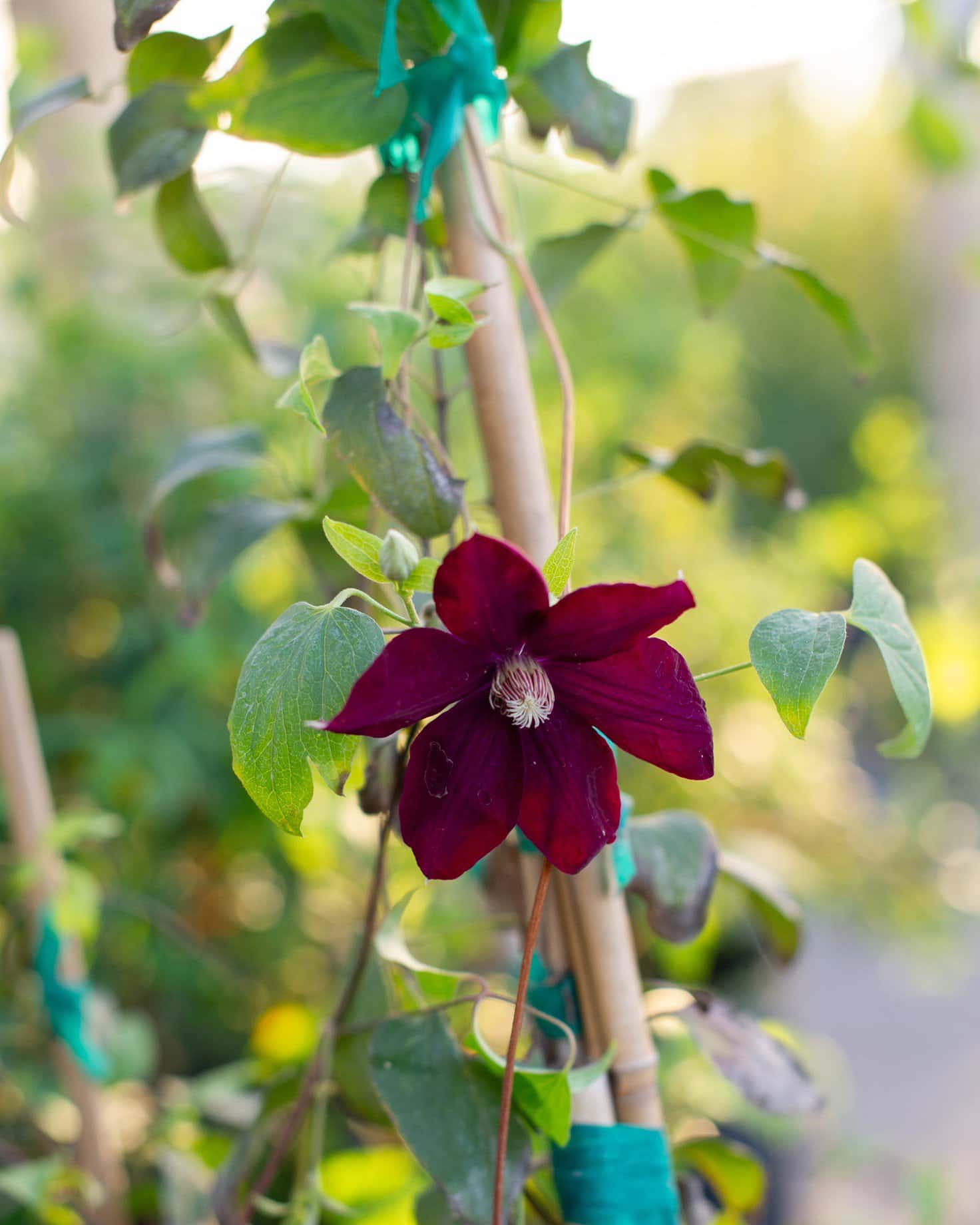 Rouge Cardinal Clematis - Image 6