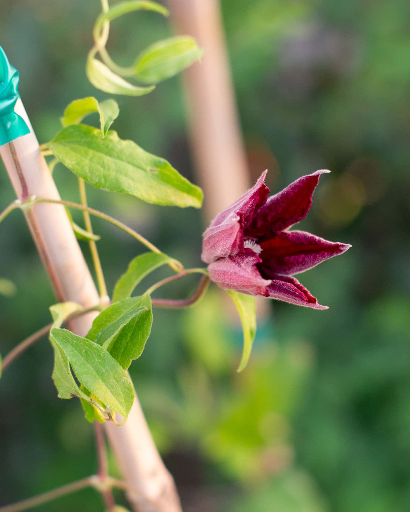 Rouge Cardinal Clematis - Image 7
