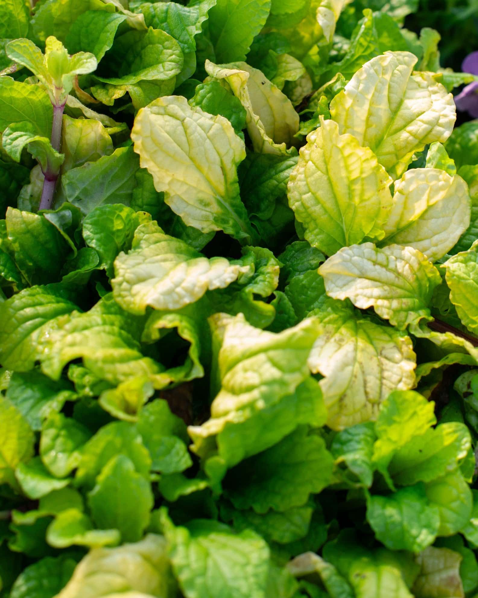 Feathered Friends Tropical Toucan Ajuga - Image 2